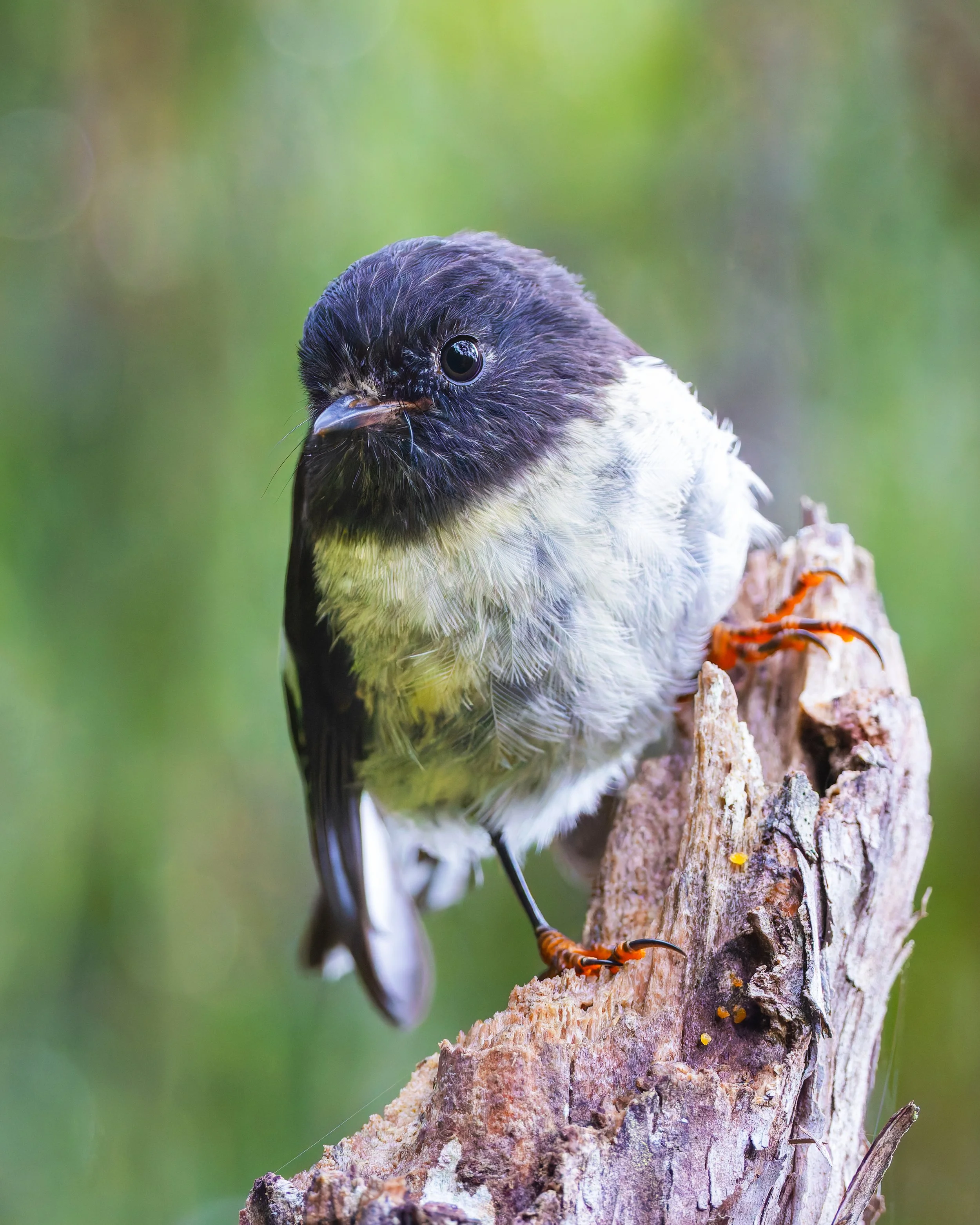 Miromiro_Ōkārito Wetlands_02-06-26.jpg