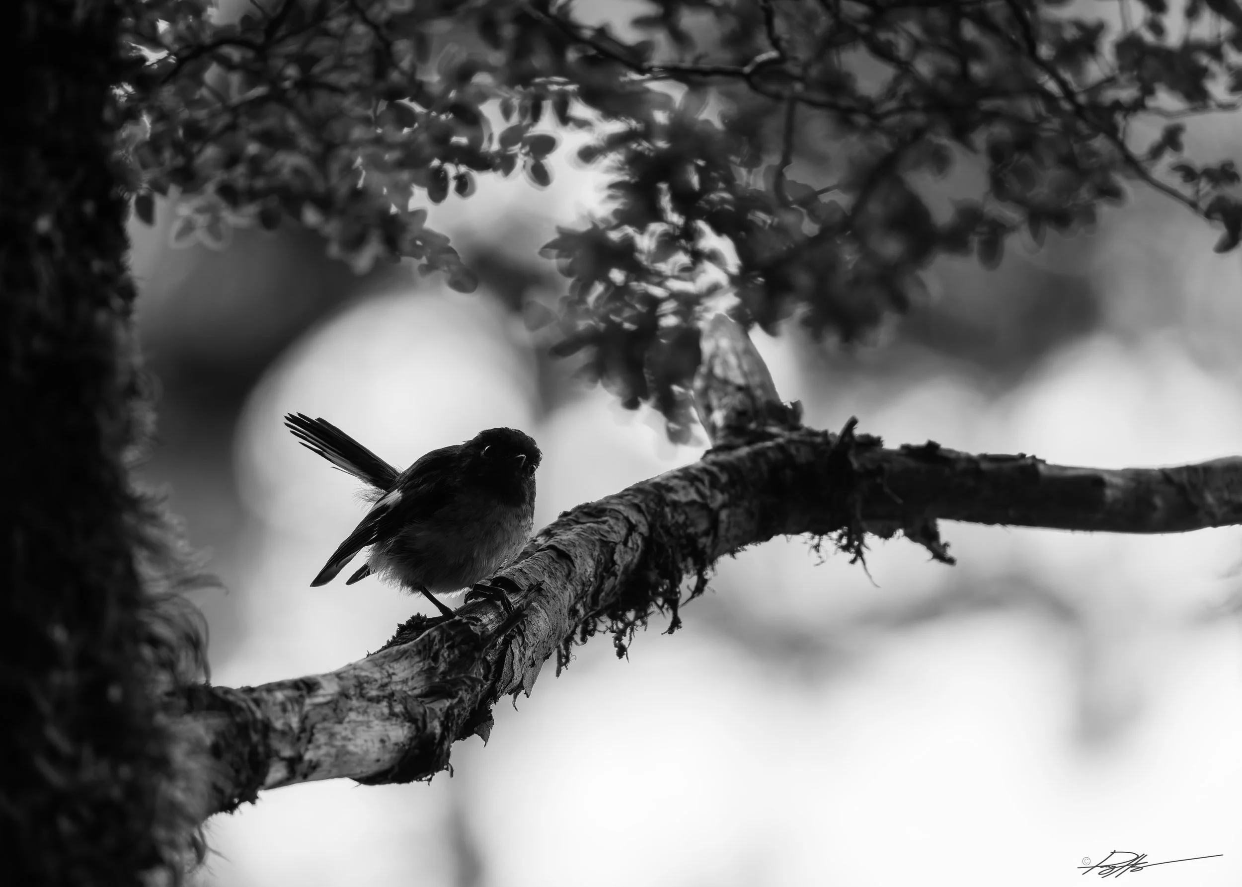 Tomtit_Routeburn Track_2.1.25.jpg