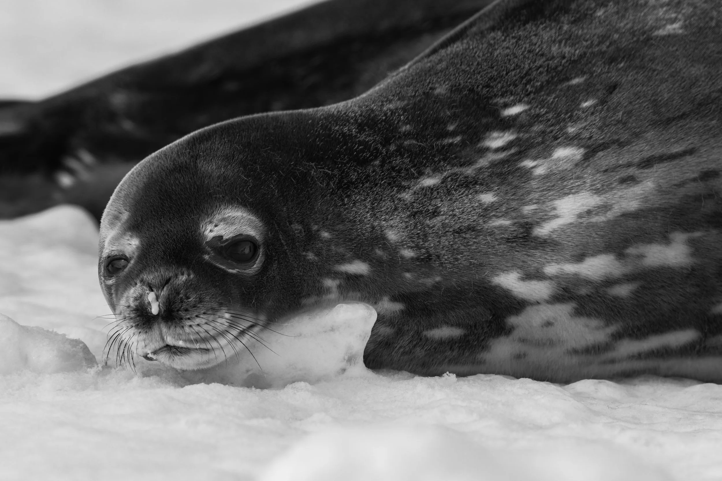 Wedell Seal_Cape Hallett_2.20.2025.jpg