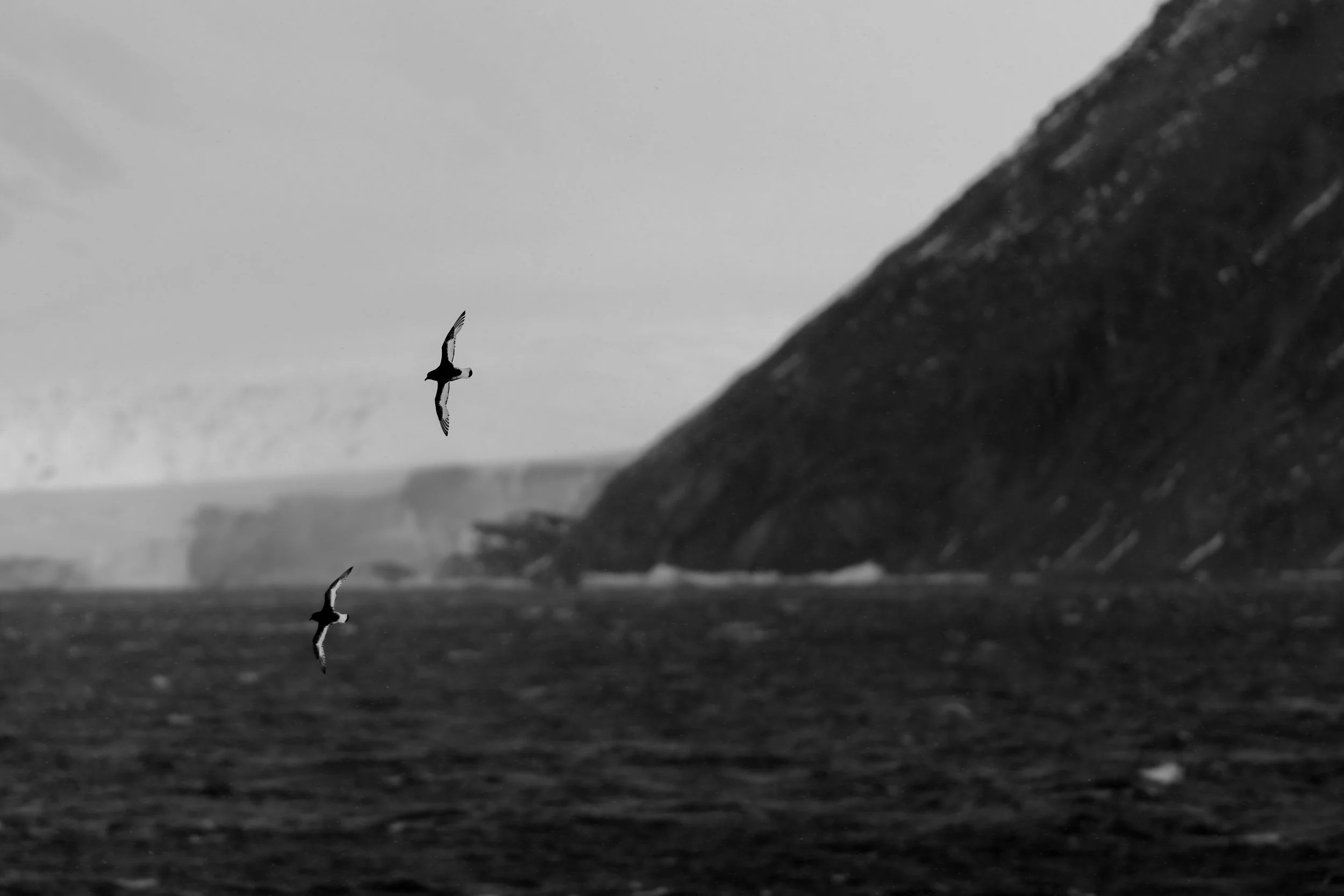 Antarctic Petrel_Cape Adare_02.13.2025.jpg