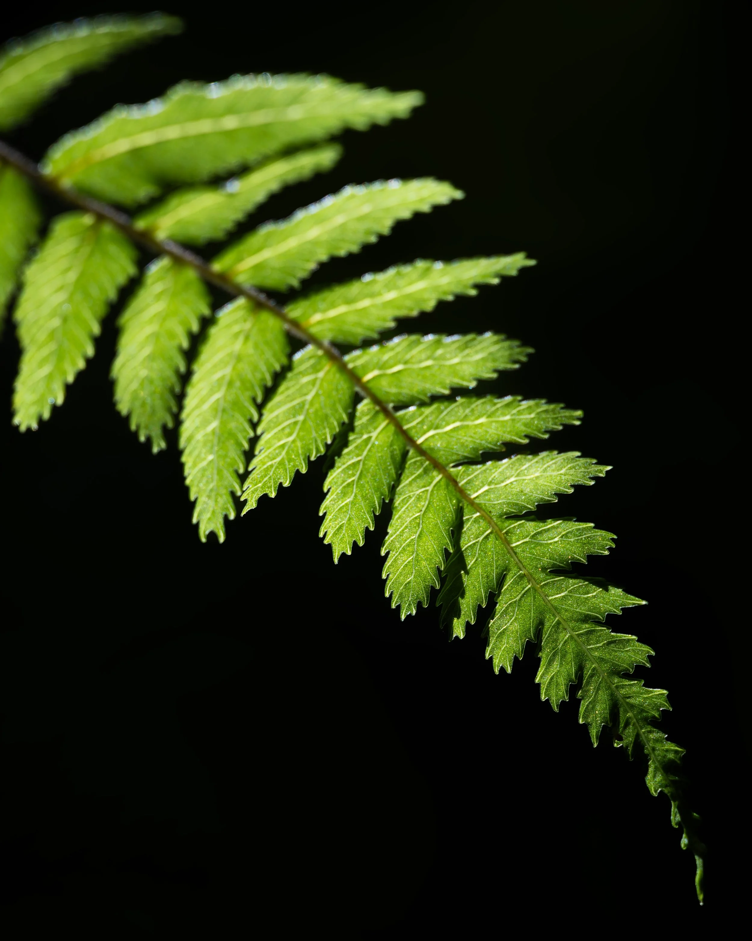 Fern_Zealandia_01-28-26.jpg