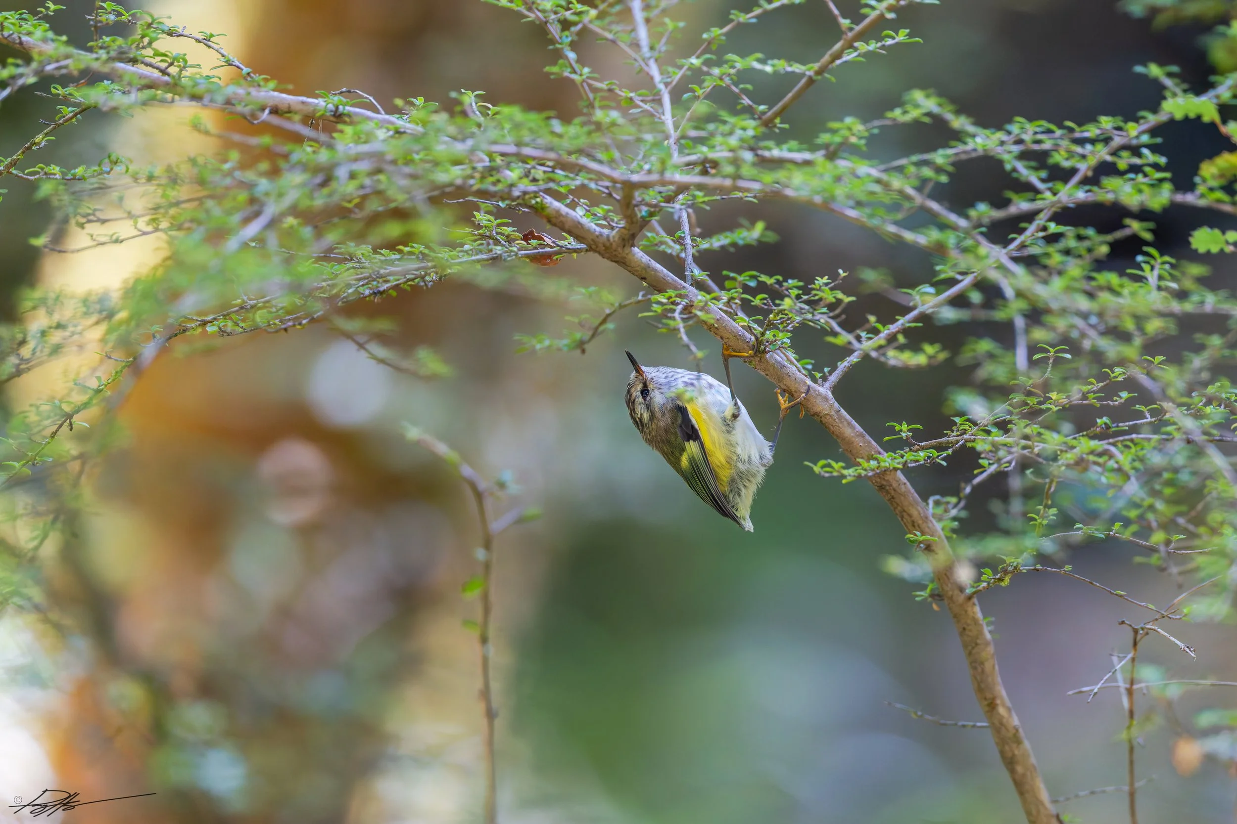 Rifleman_Routeburn Track_2.2.25.jpg