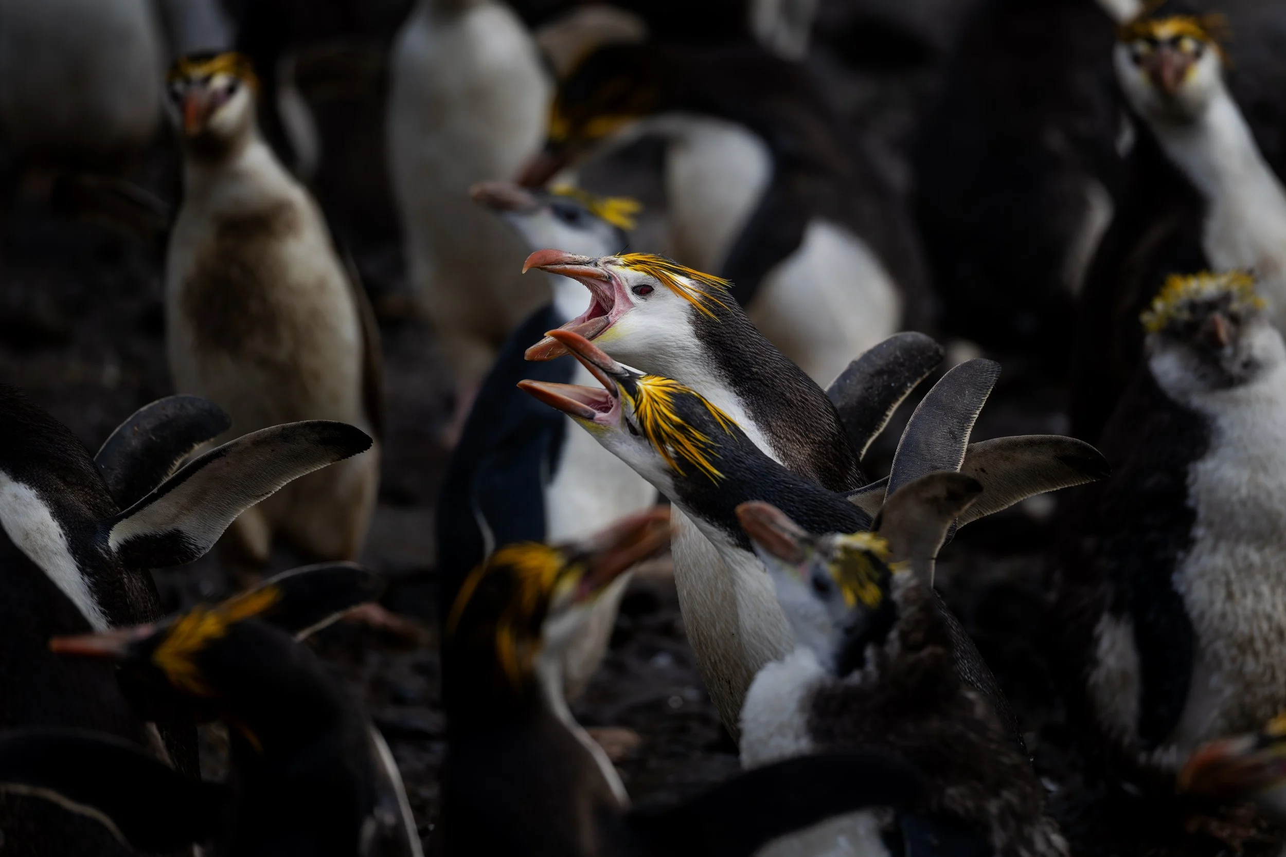 Royal Penguin_Sandy Bay_2.7.25_ns.jpg