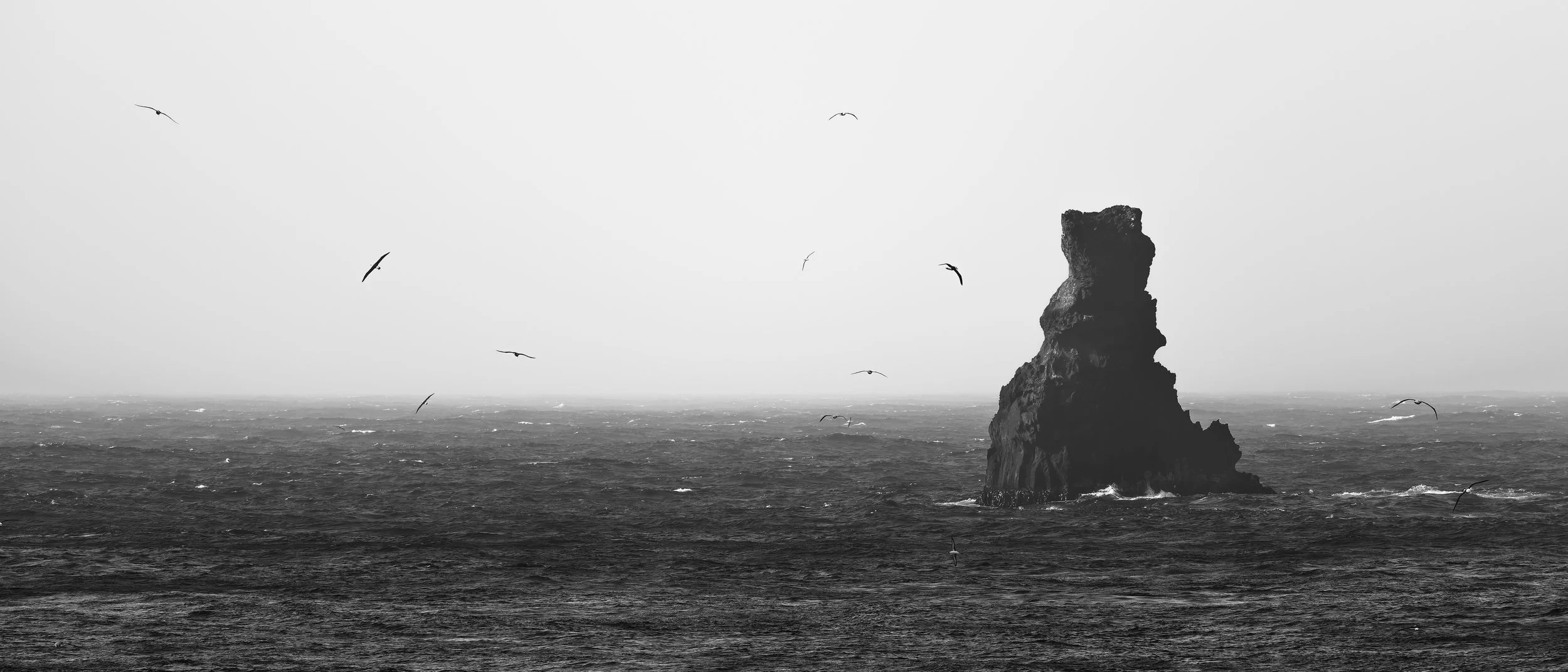 Campbell Albatross_Campbell Island_12.14.jpg