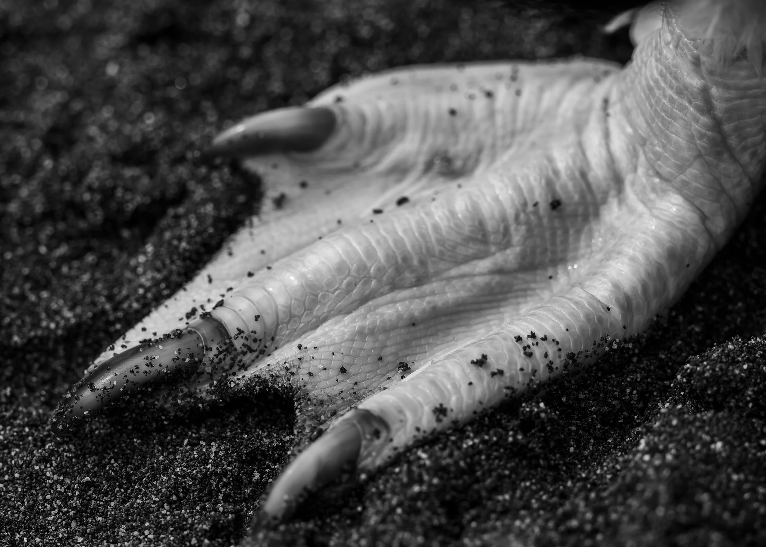 Royal Penguin_Sandy Bay_12.12.2025_5.jpg