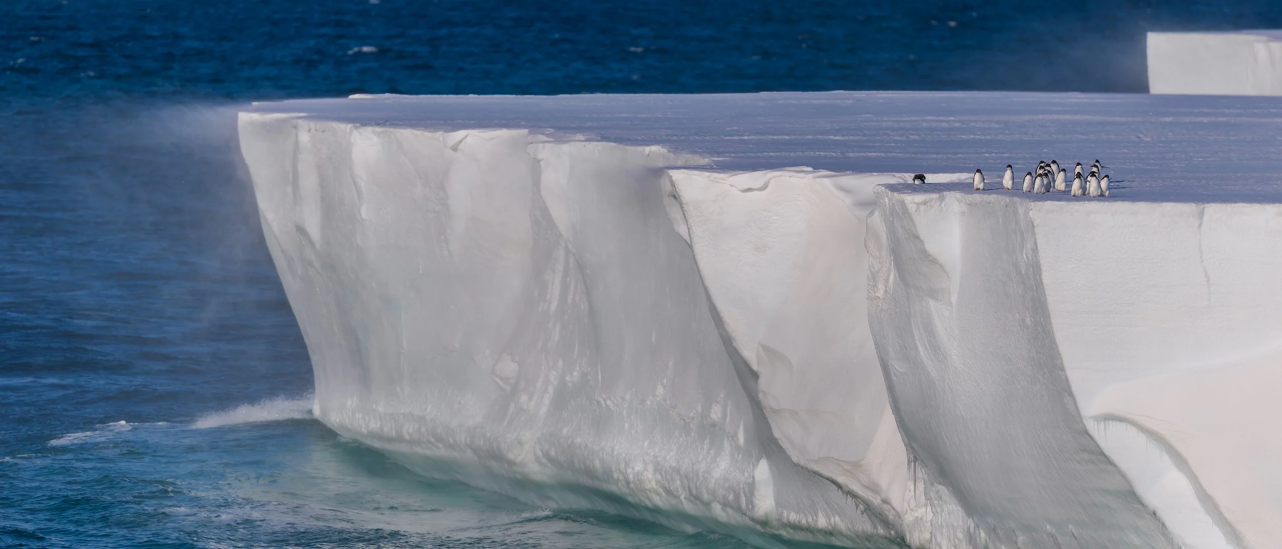 Adelie Penguins_Ross Ice Shelf_02.15.jpg