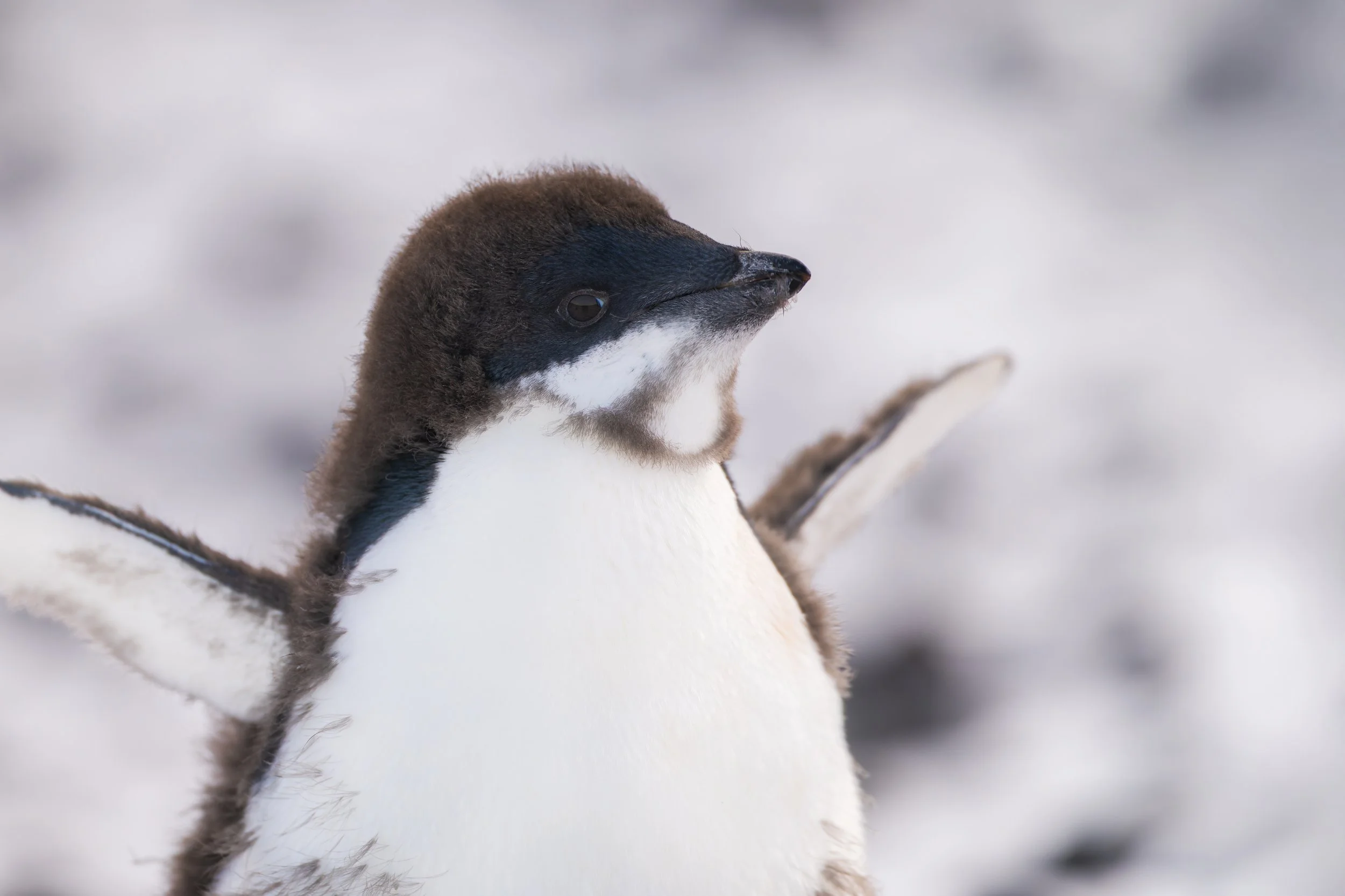 Adelie Penguin_Cape Bird_02.16.2025_2.jpg