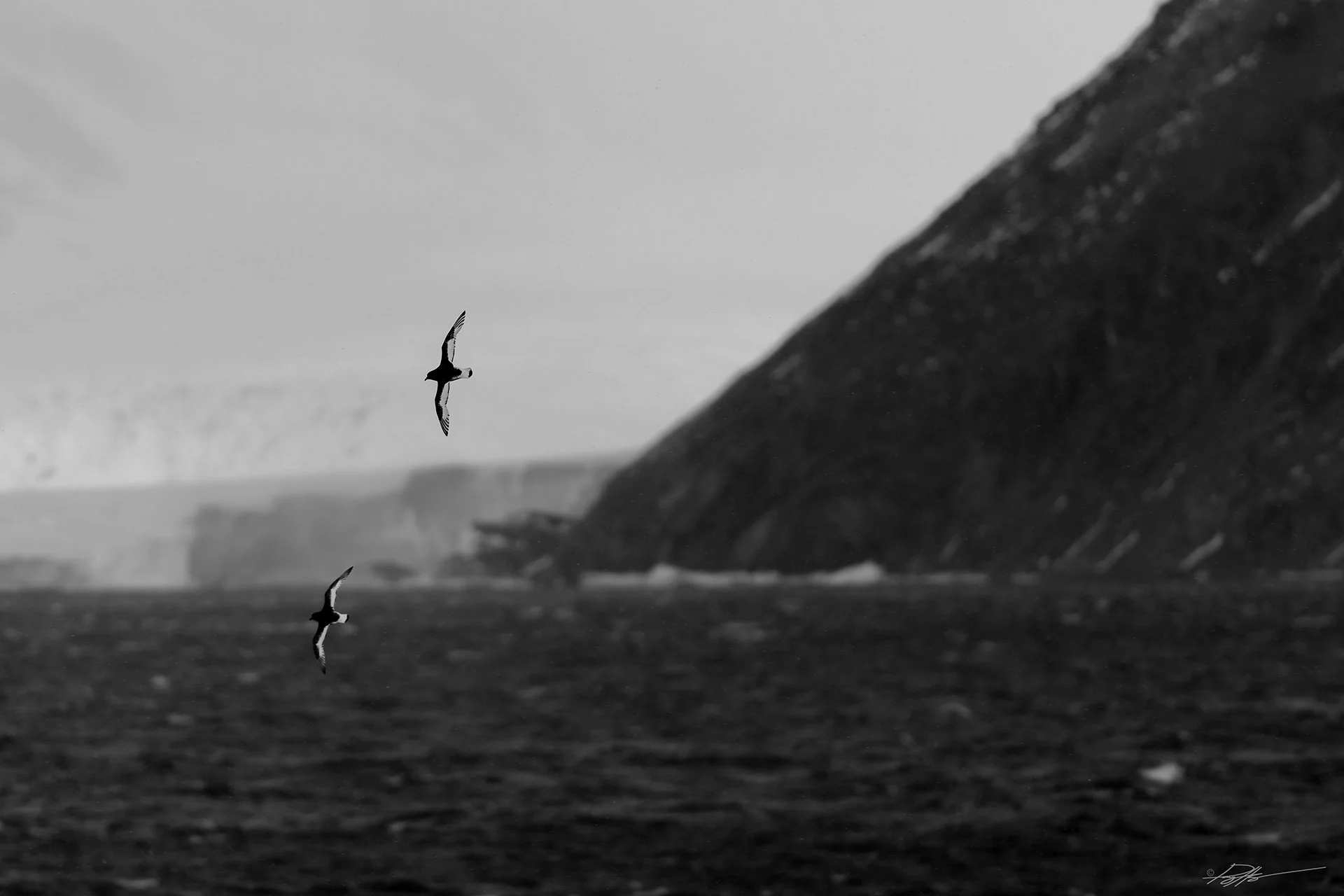 Antarctic Petrel_Cape Adare_02.13.2025.jpg