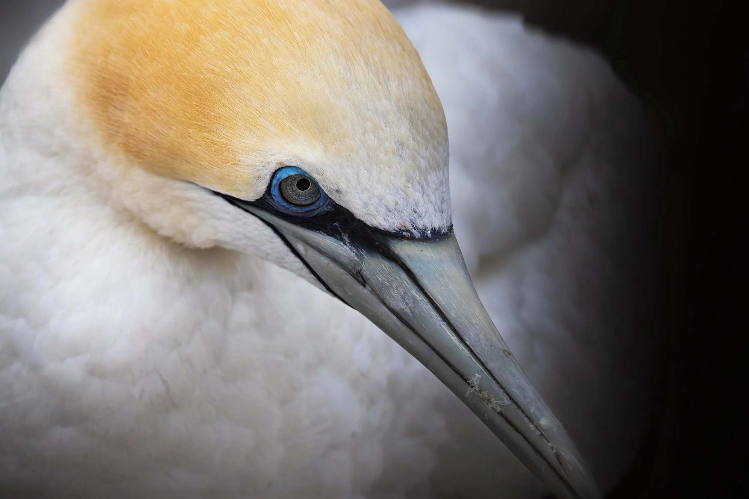 Australasian Gannet_Muriwai_03-11-26_1.jpg