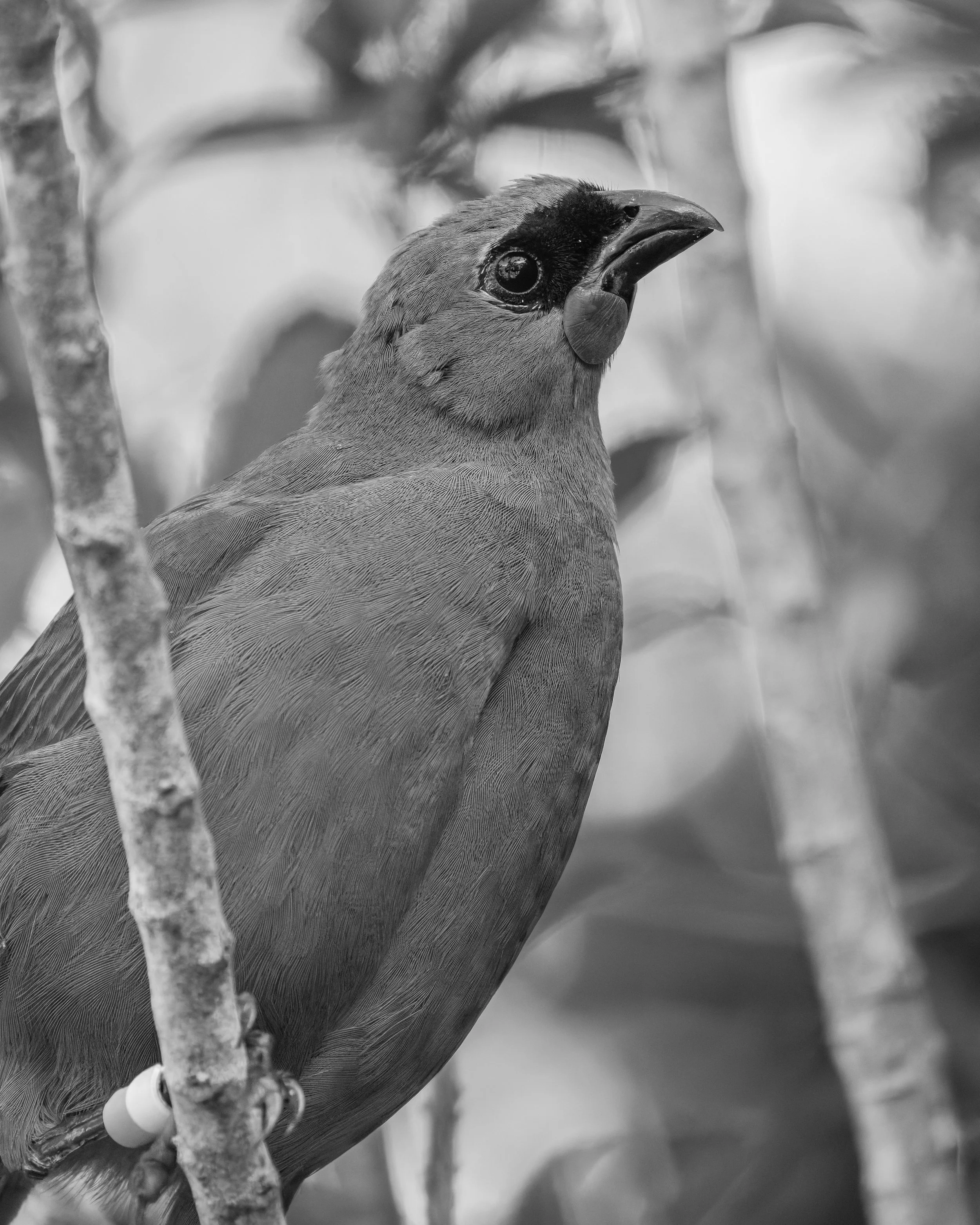 Kōkako_Tiritiri Matangi_04-09-26.jpg