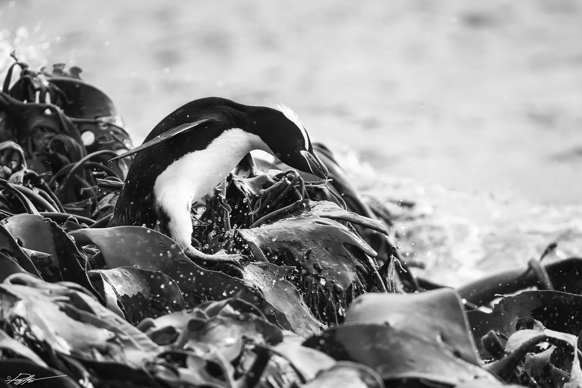 Erect-crested Penguin_Antipodes Islands_12.16.2025.jpg
