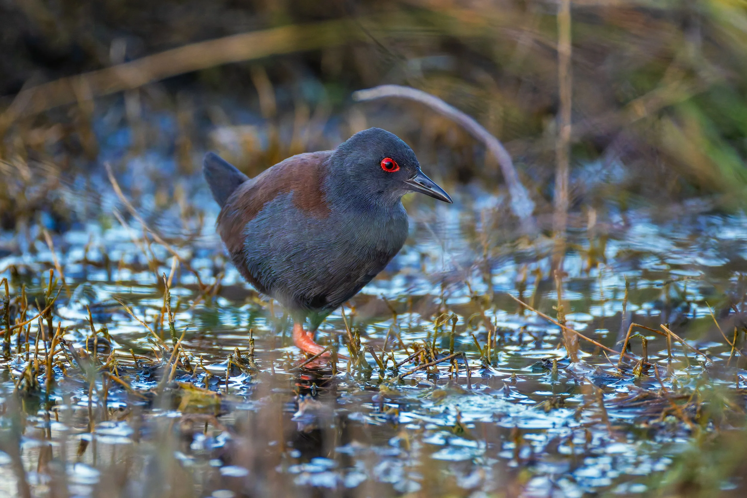 Spotless Crake_Shakespear RP_04-09-26.jpg