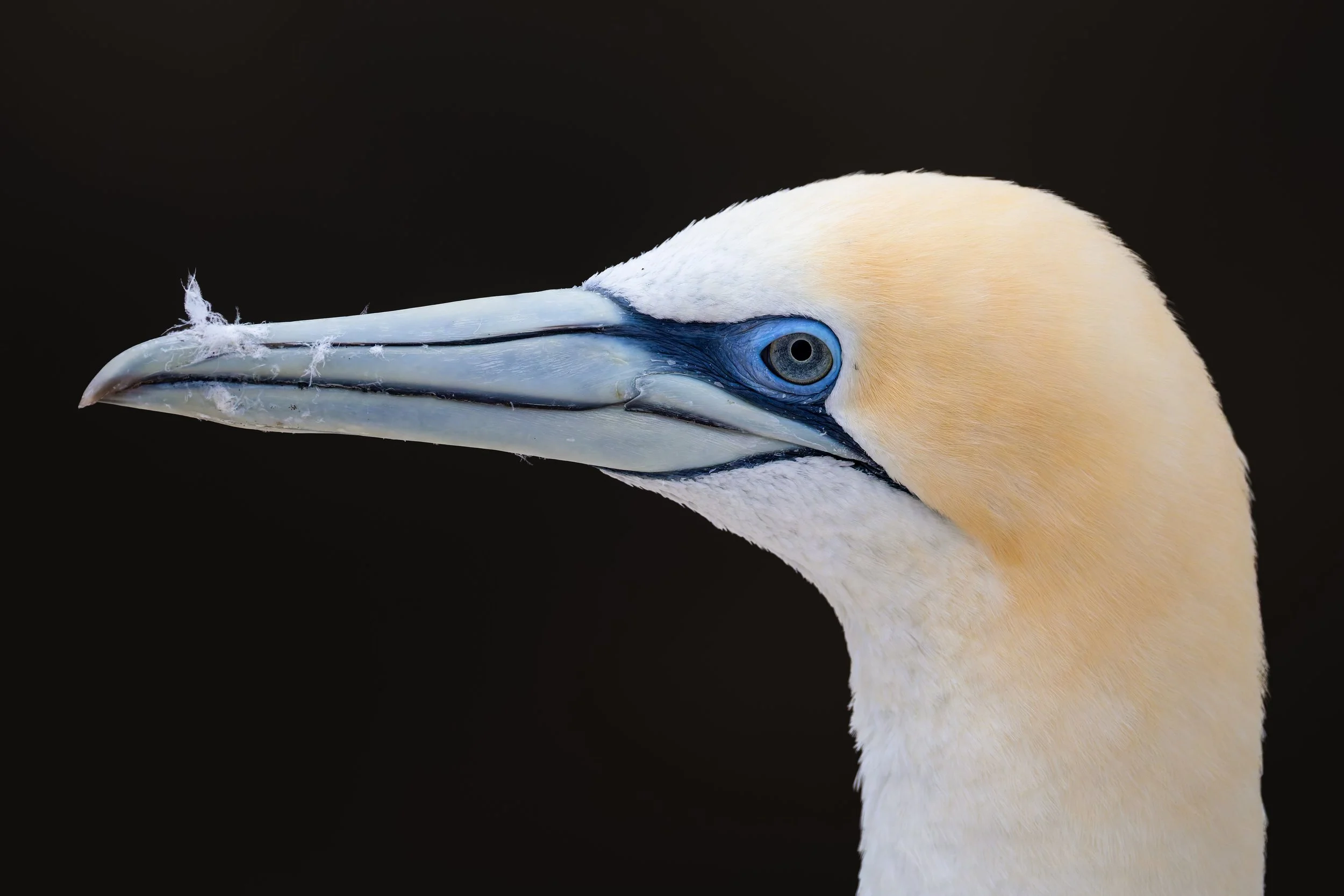 Australasian Gannet_Muriwai_03-11-26.jpg