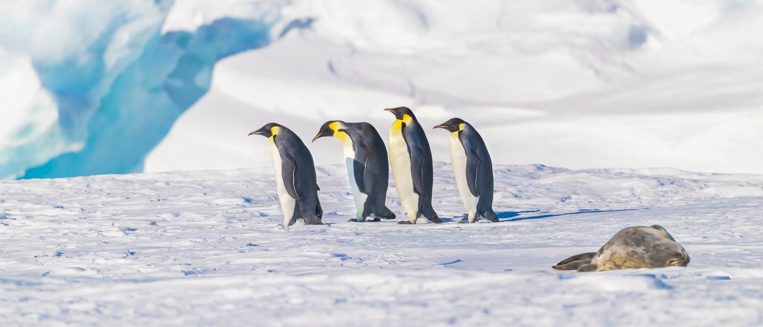 Emperor Penguins_Dyglaski Ice Tongue_2.jpg