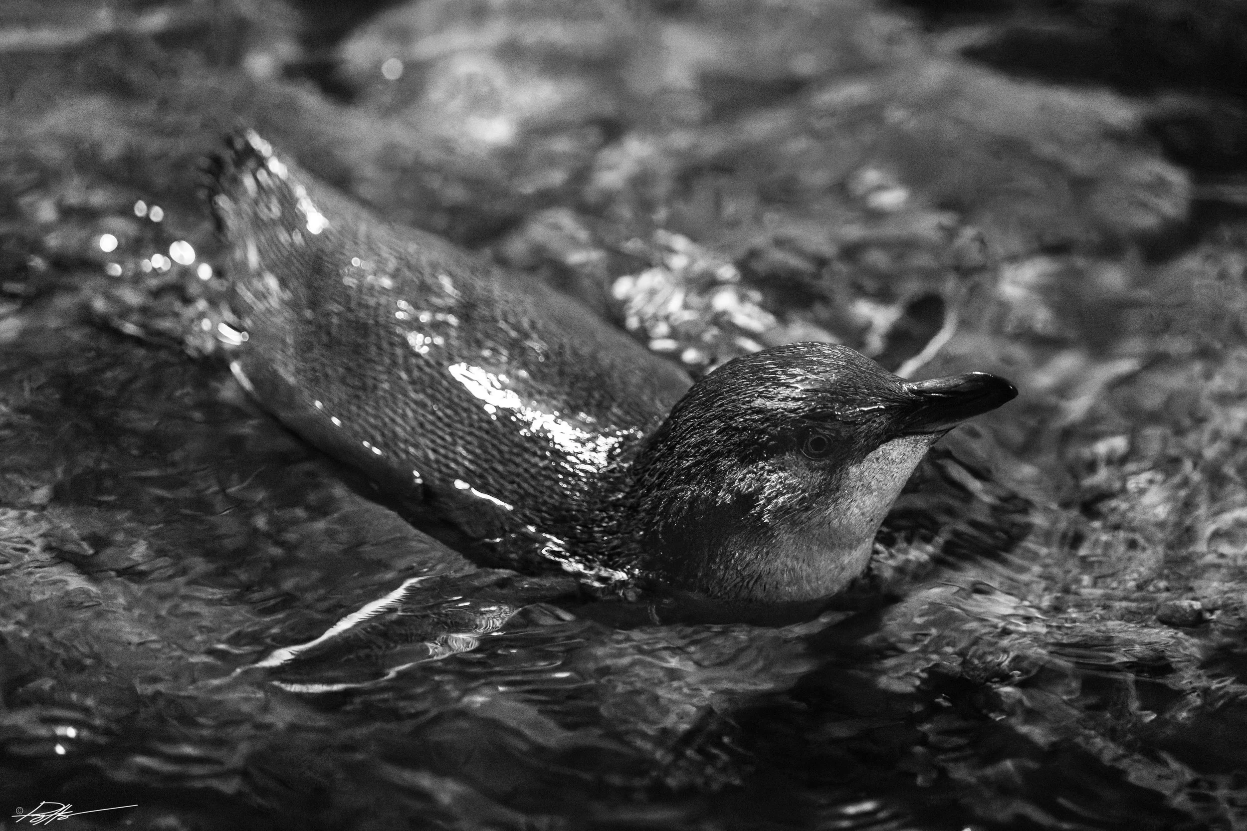 Kororā_Wellington Te Aro_05-09-26.jpg