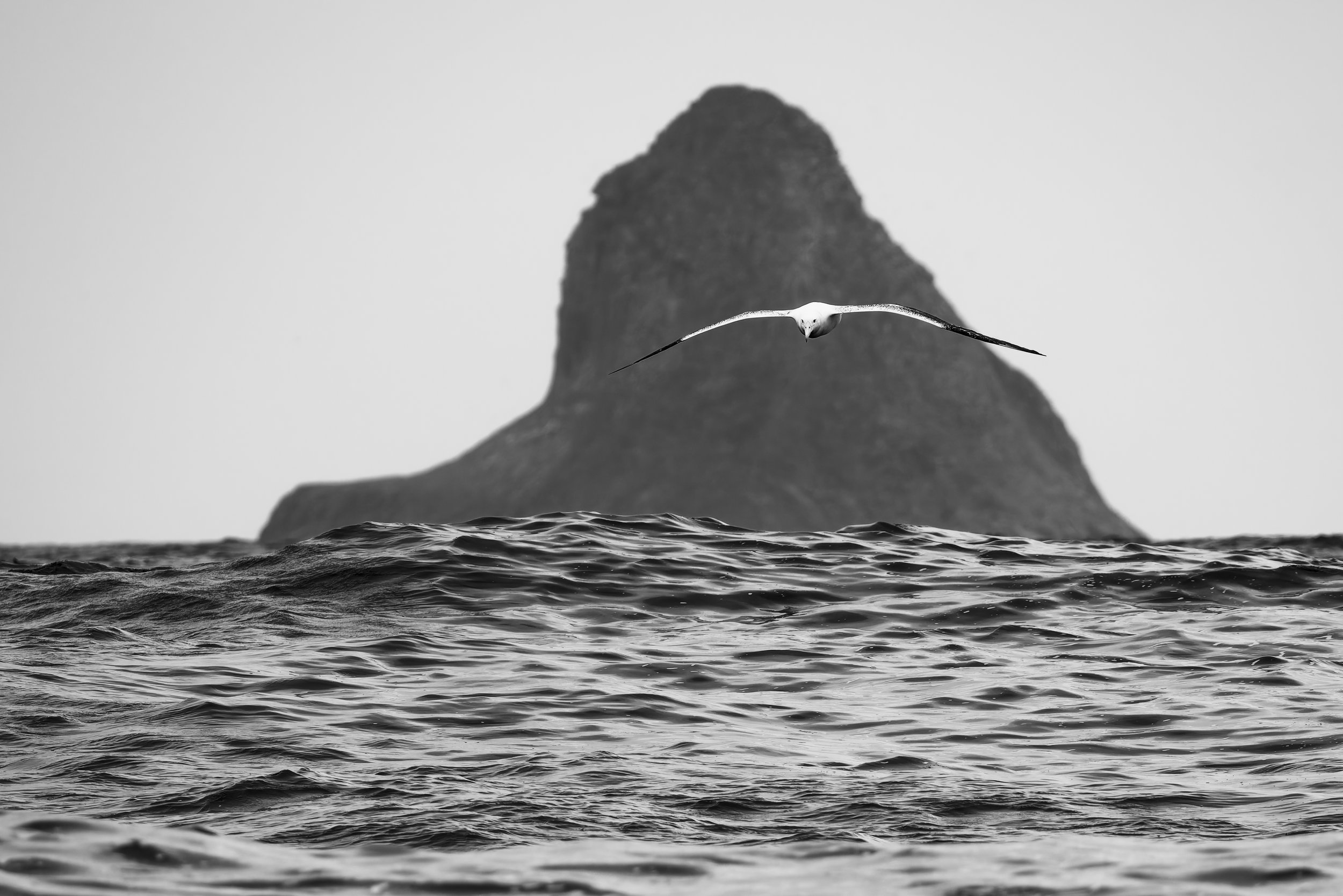 Southern Royal Albatross_Southeast Island_12.17.2025.jpg