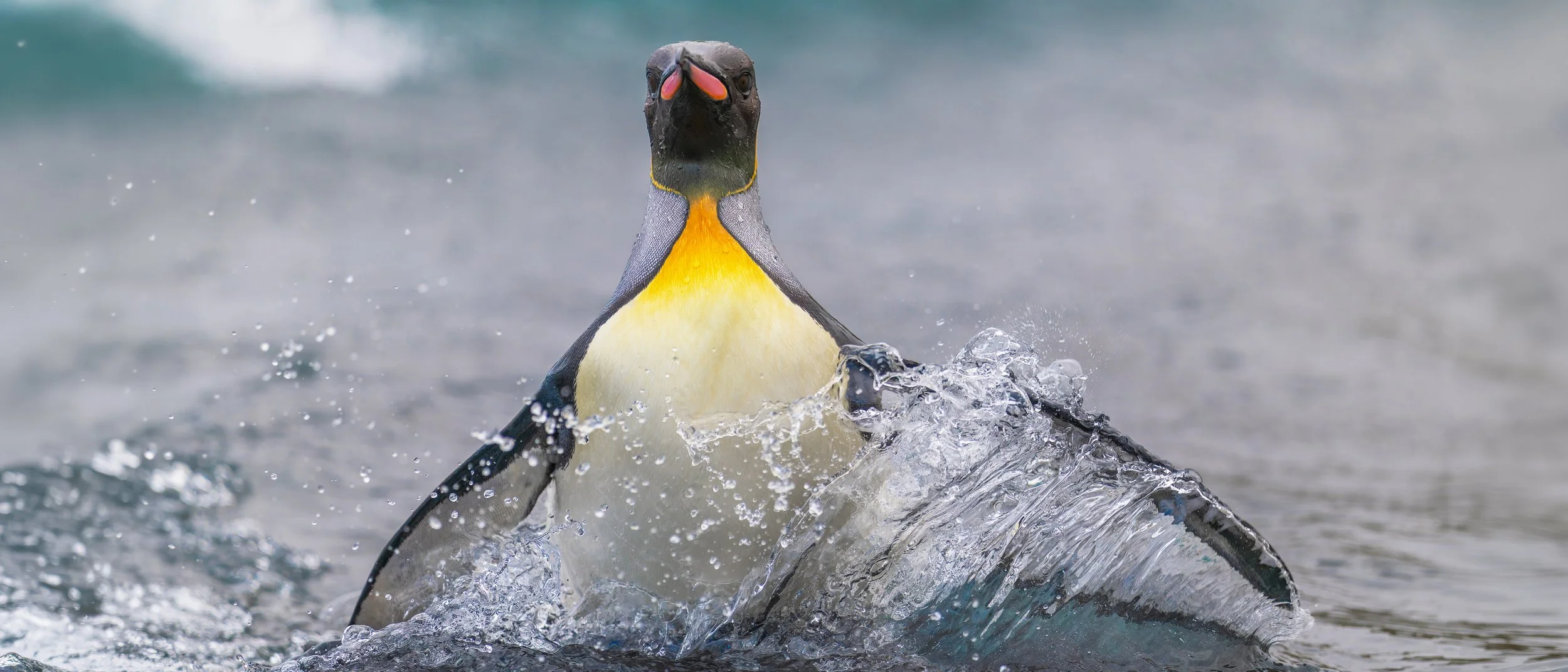King Penguin_Sandy Bay_12.12.jpg