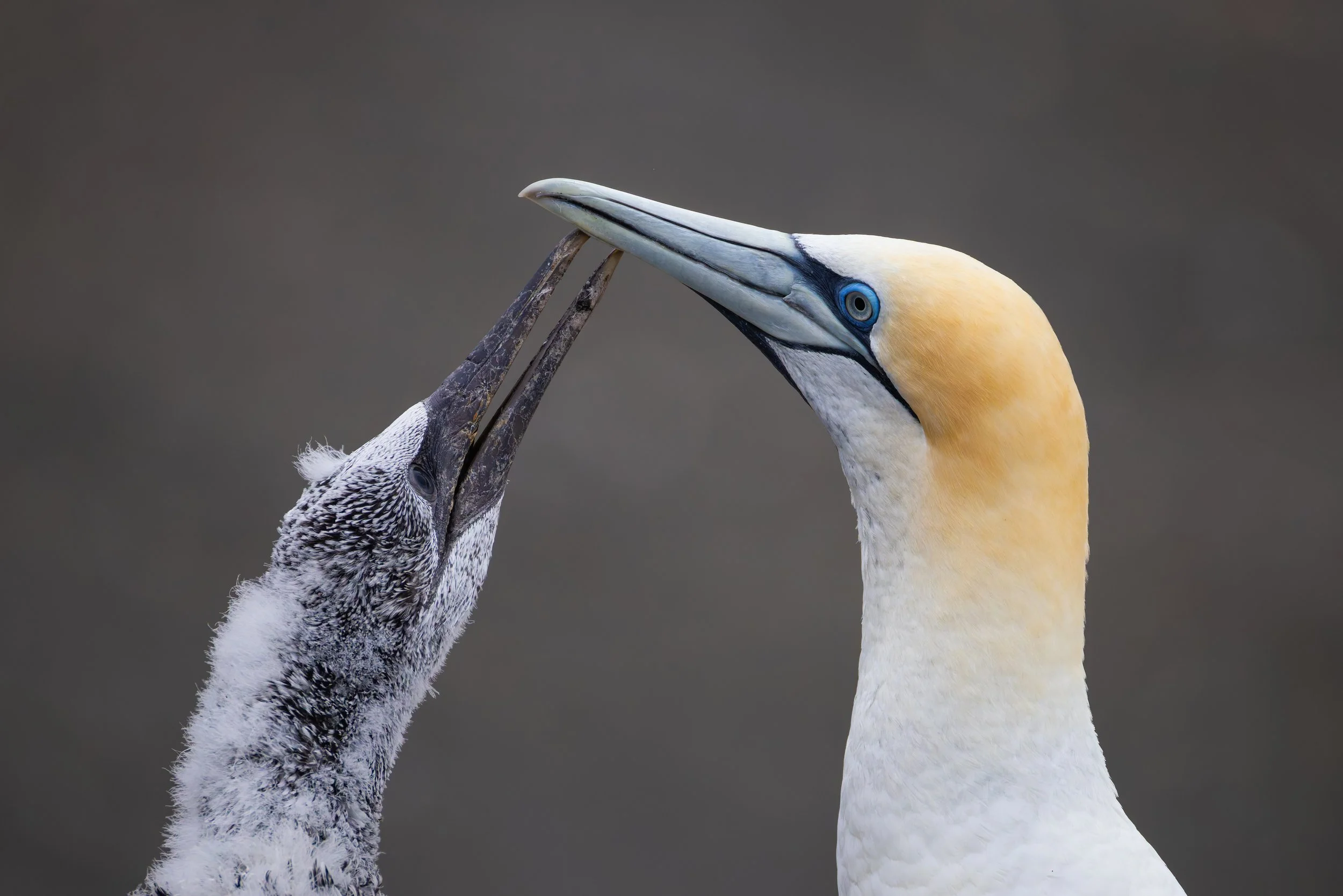 Australasian Gannet_Muriwai_03-11-26_2.jpg