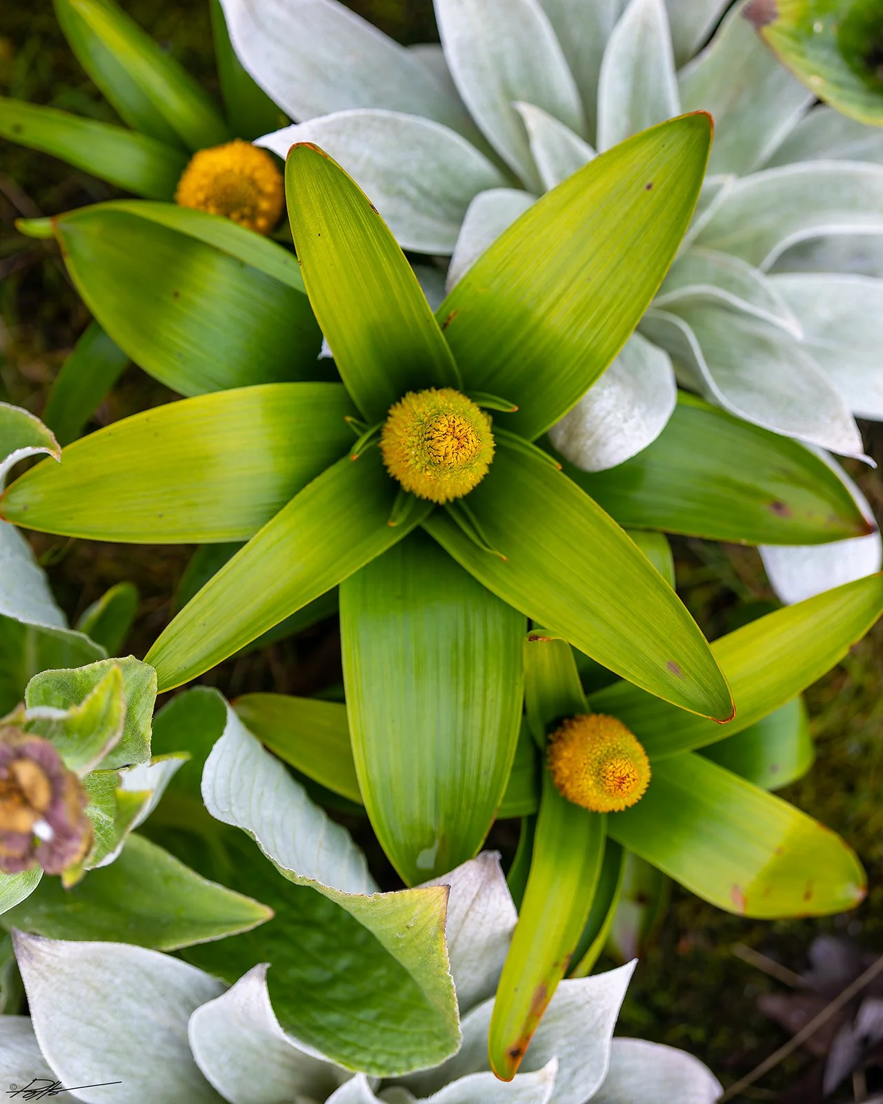 Bulbinella rossii_Campbell Island_12.14.2025.jpg