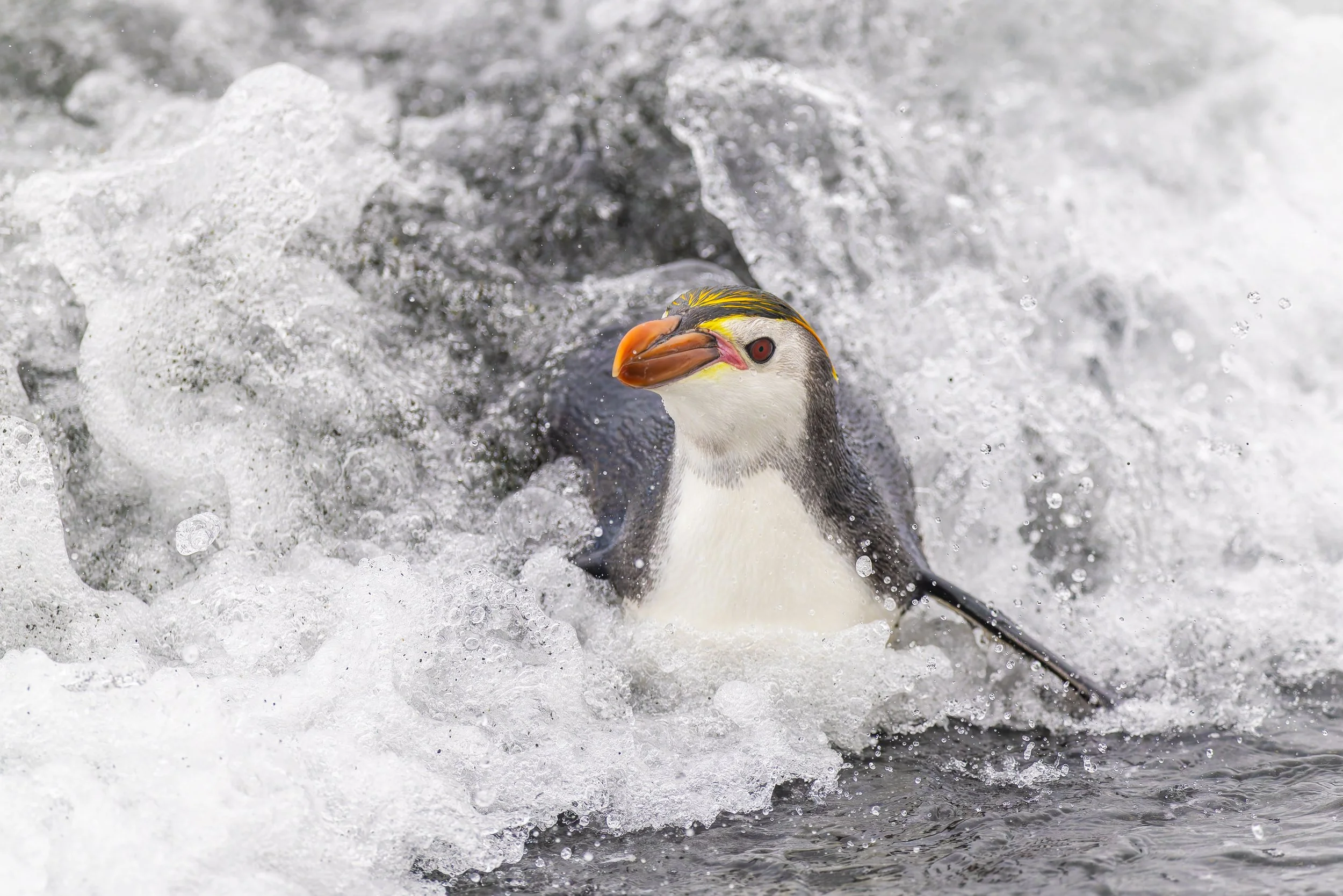 Royal Penguin_Sandy Bay_12.12.2025.jpg