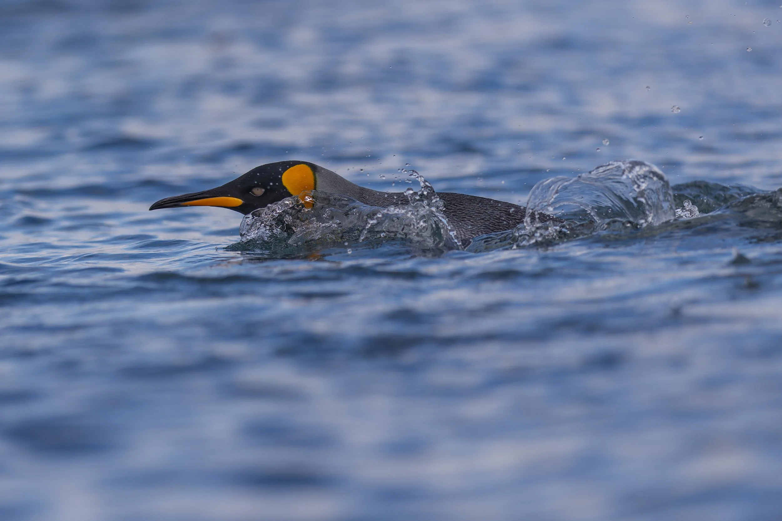 King Penguin_Sandy Bay_12.12.2025.jpg