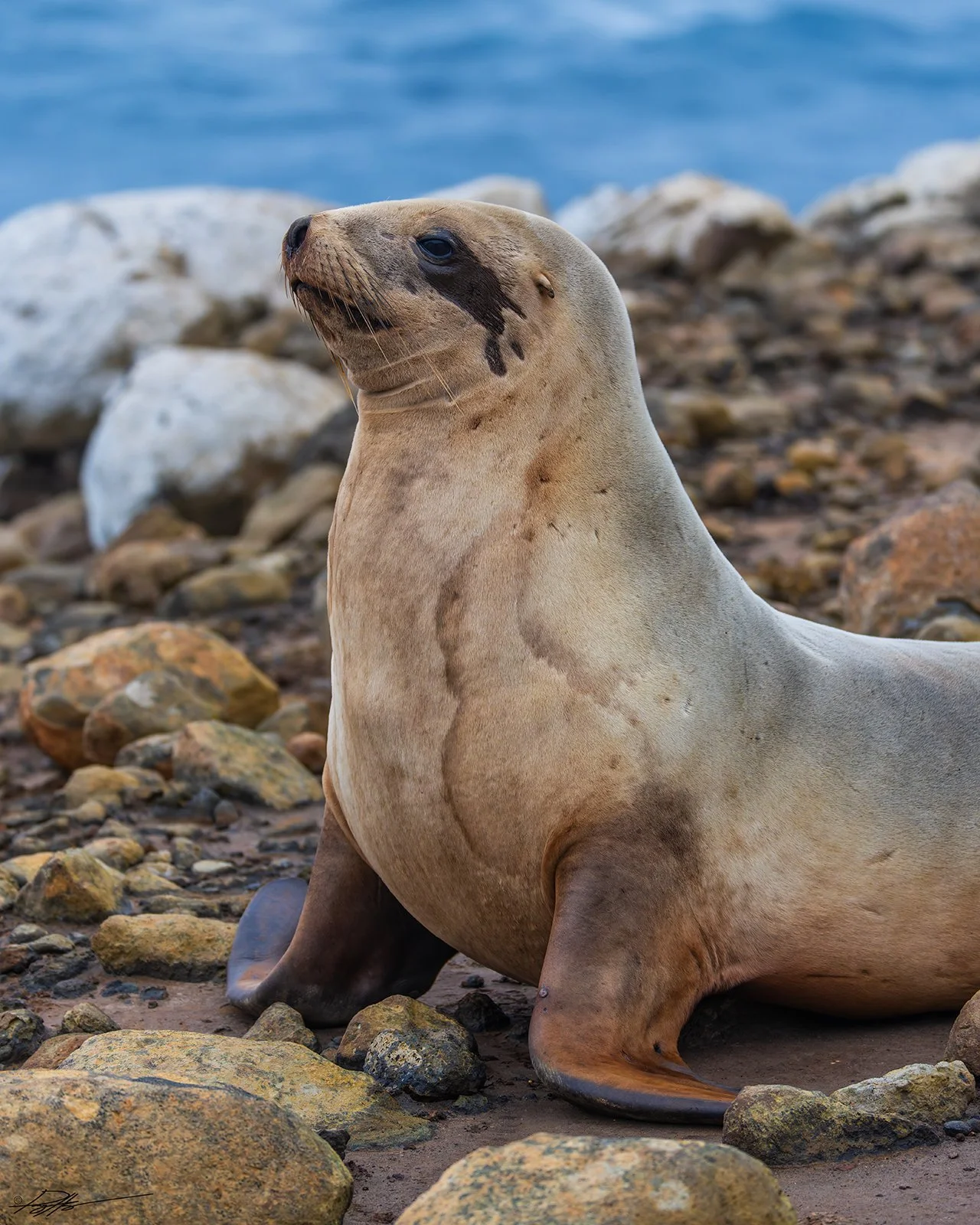 New Zealand Sea Lion_Enderby Island_12.09.jpg