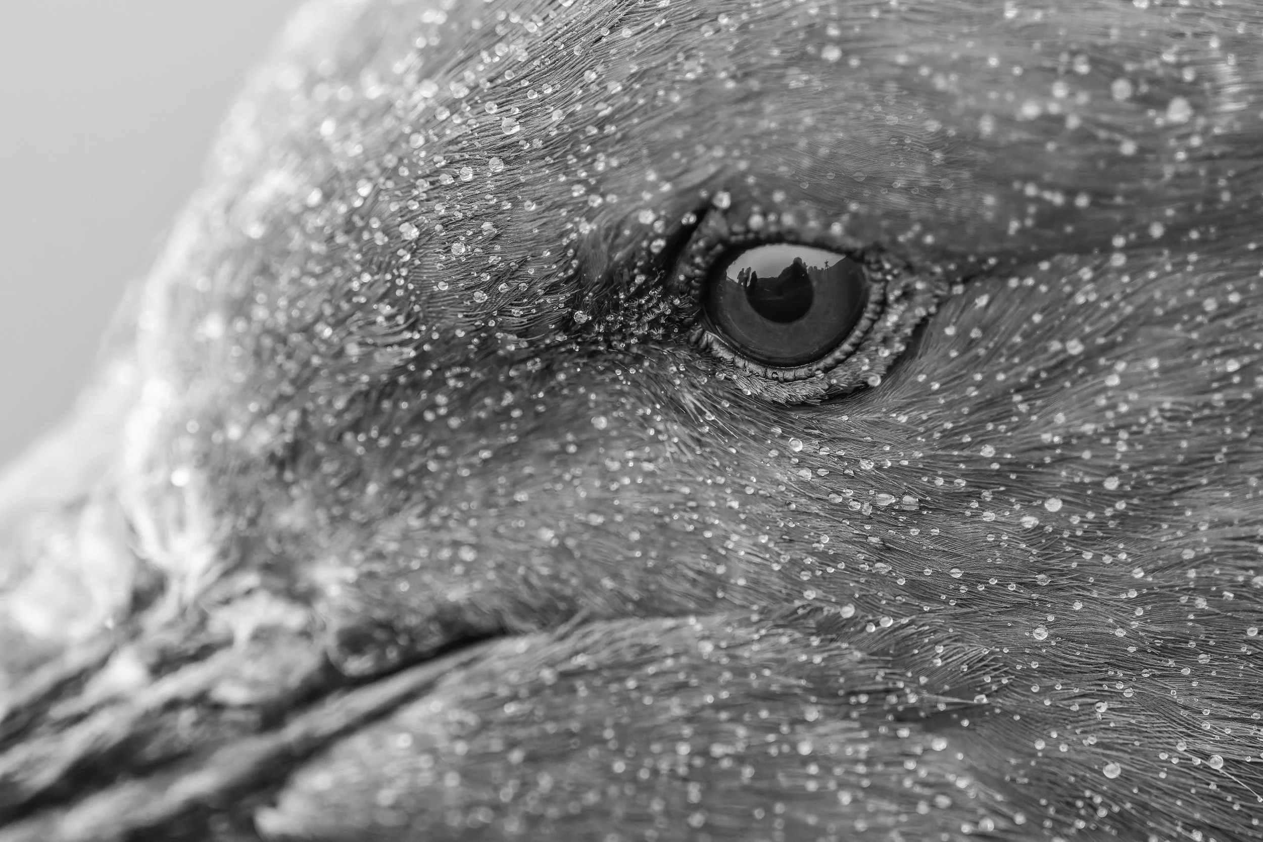 Brown Skua_Sandy Bay_12.12.2025.jpg