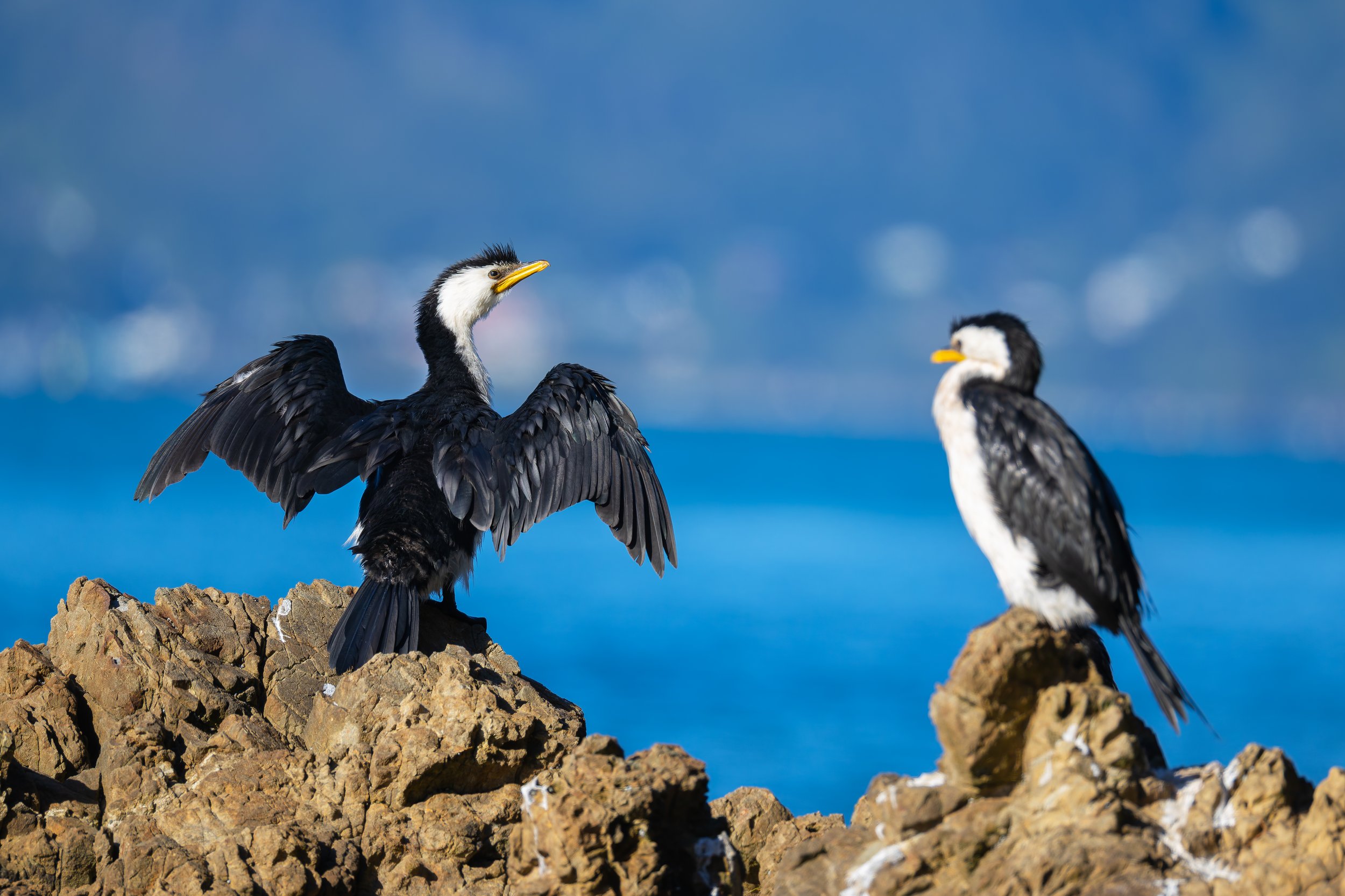 Little Shag_Wellington_04-01-26.jpg