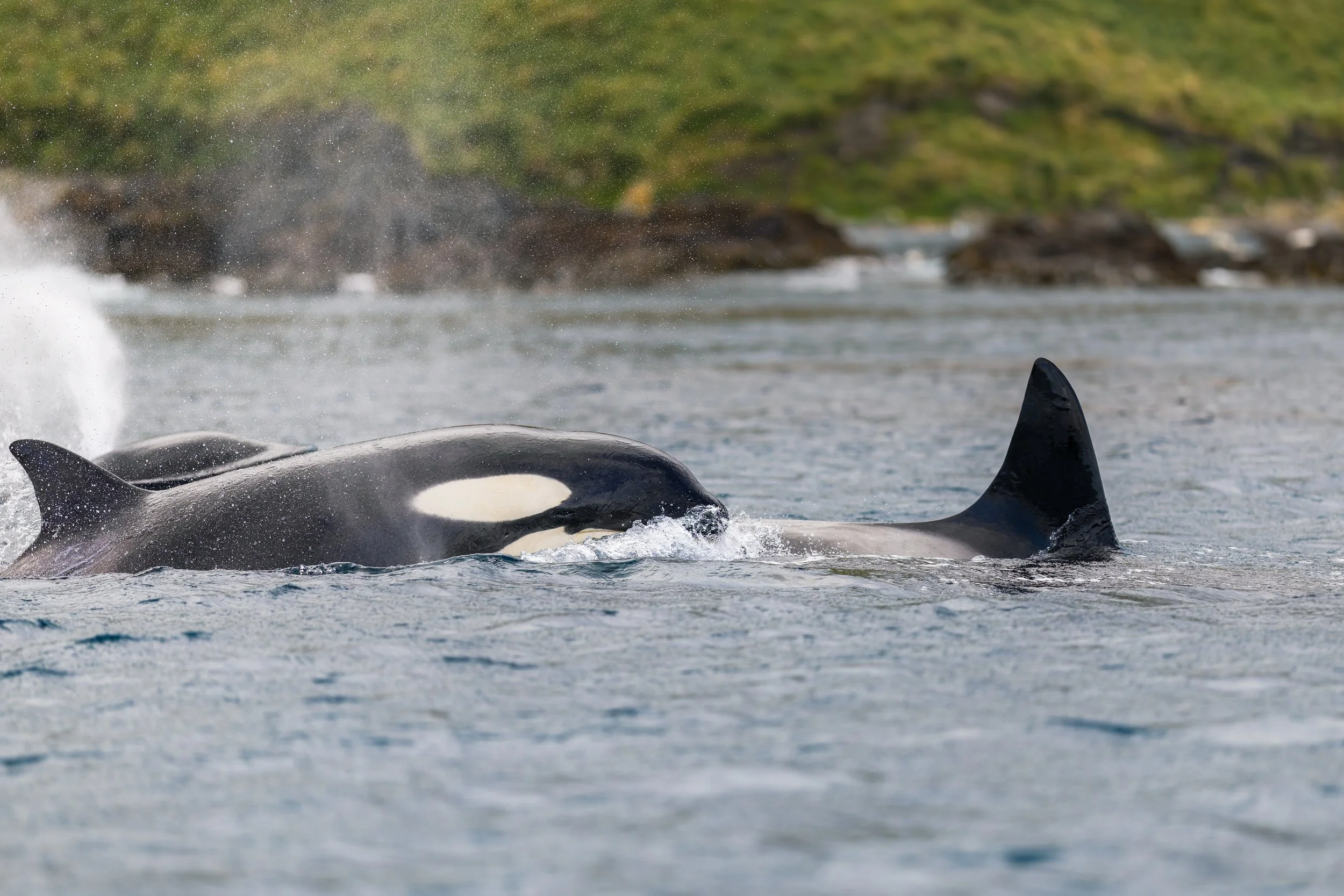 Orca_Sandy Bay_12.11.2025.jpg