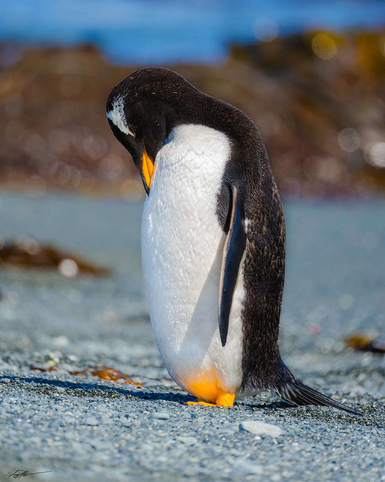 Gentoo Penguin_Macquarie Isthmus_12.11.2025_2.jpg