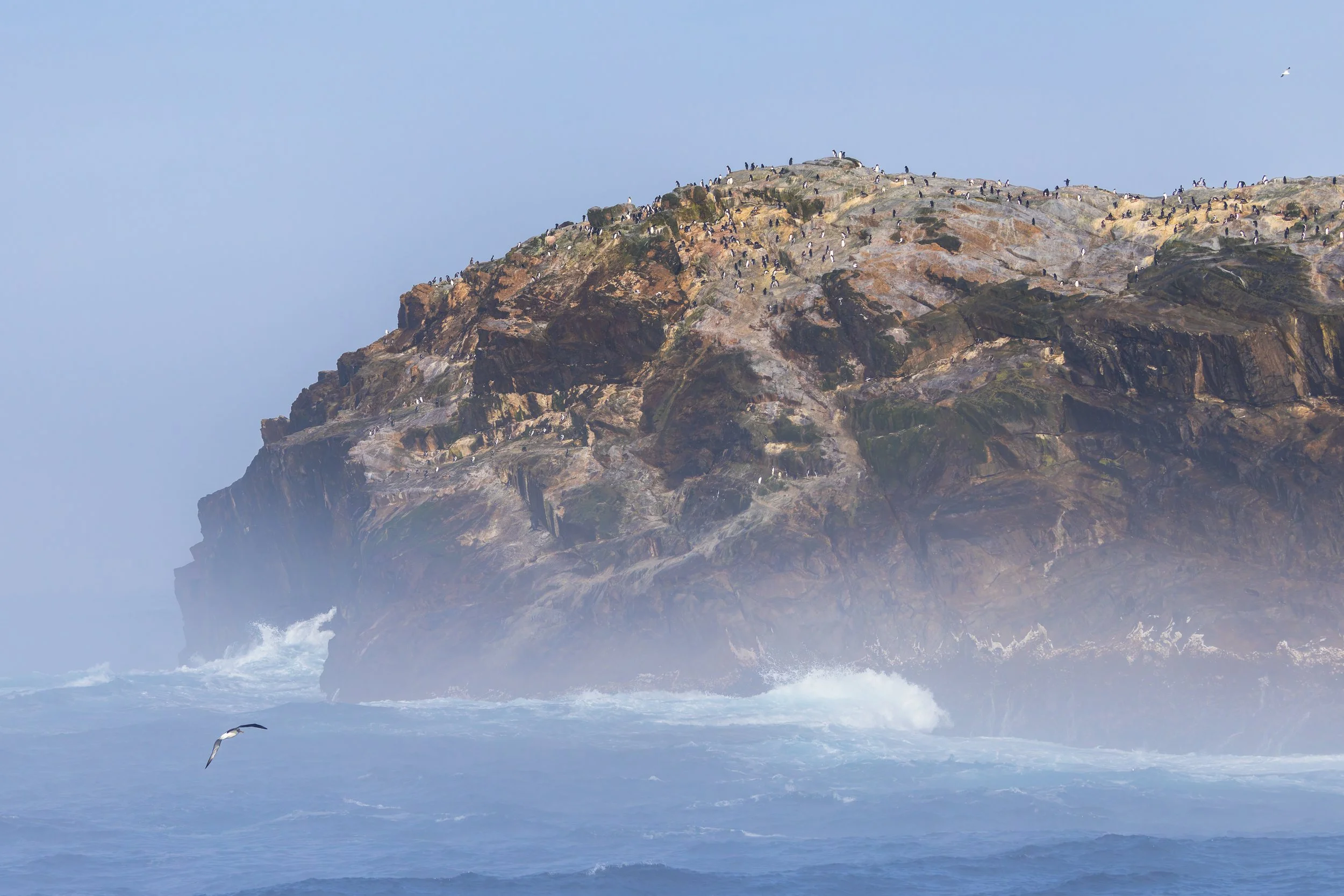 Bounty Islands_12.17.2025.jpg