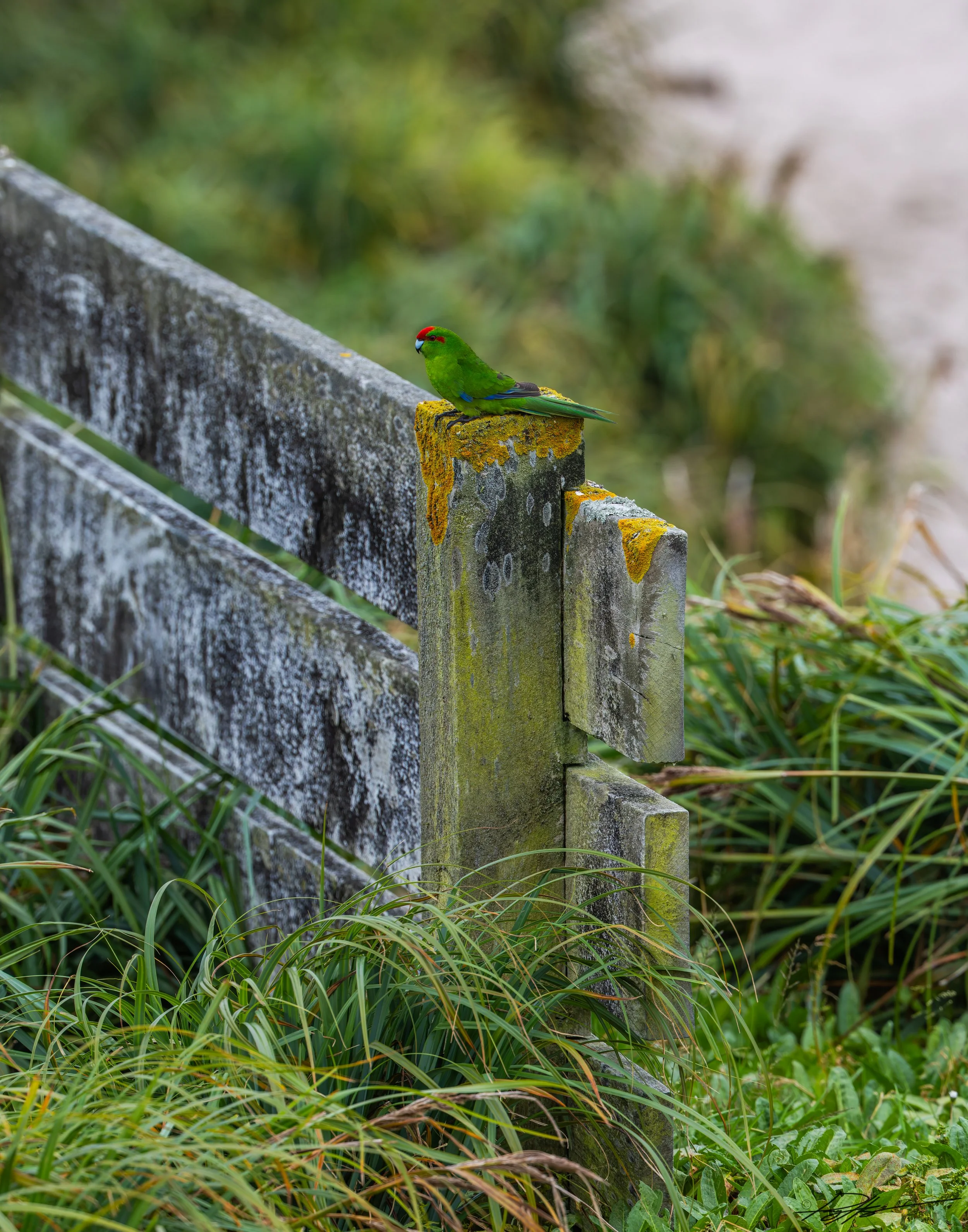 Kākāriki_Enderby Island_2.5.25.jpg