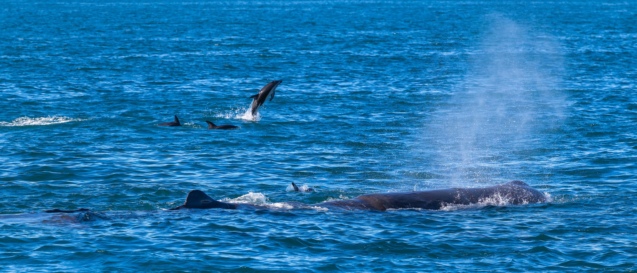 Sperm Whale_Kaikōura_03-16-26_1.jpg