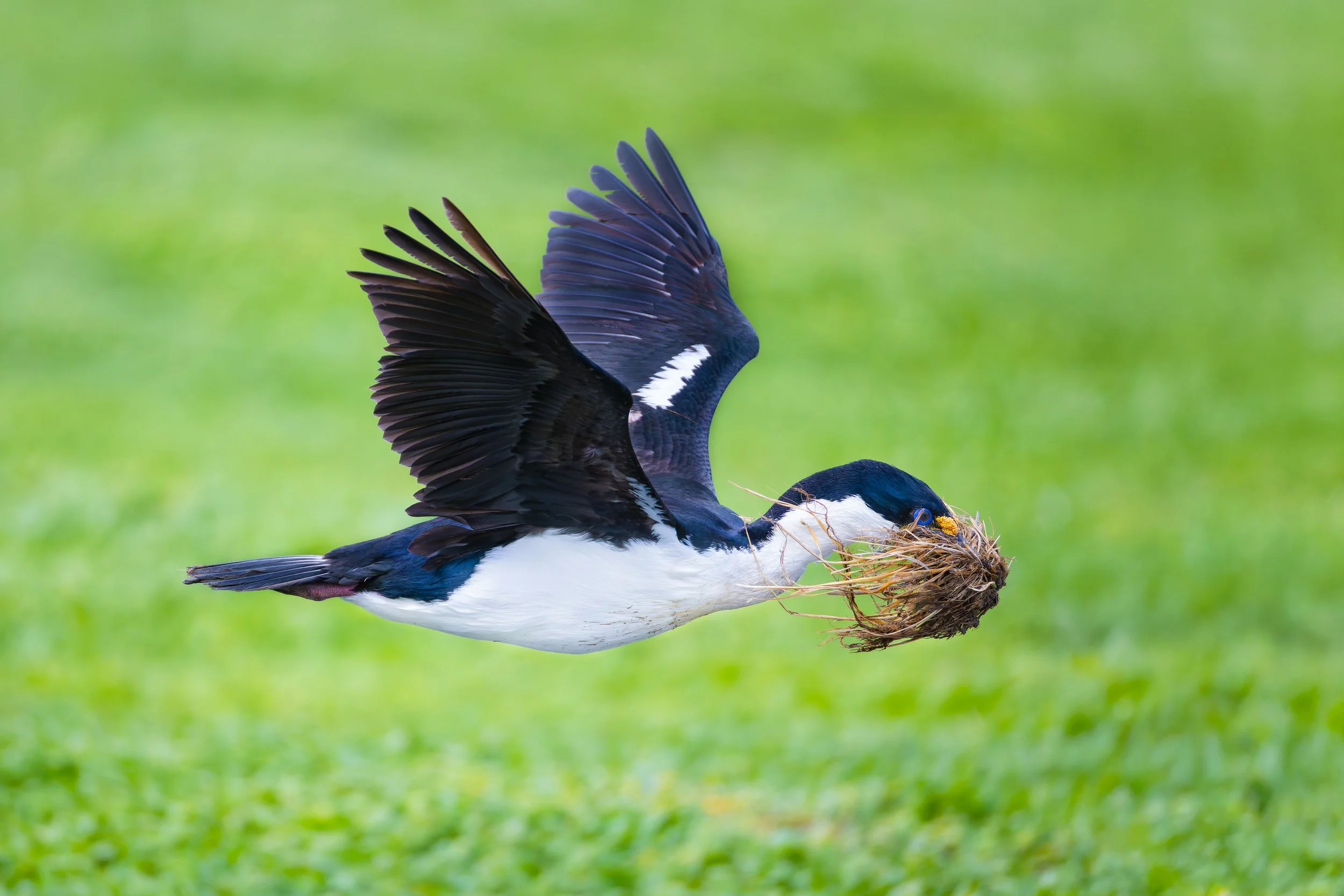 Macquarie Island Shag_Macquarie Isthmus_12.11.2025.jpg