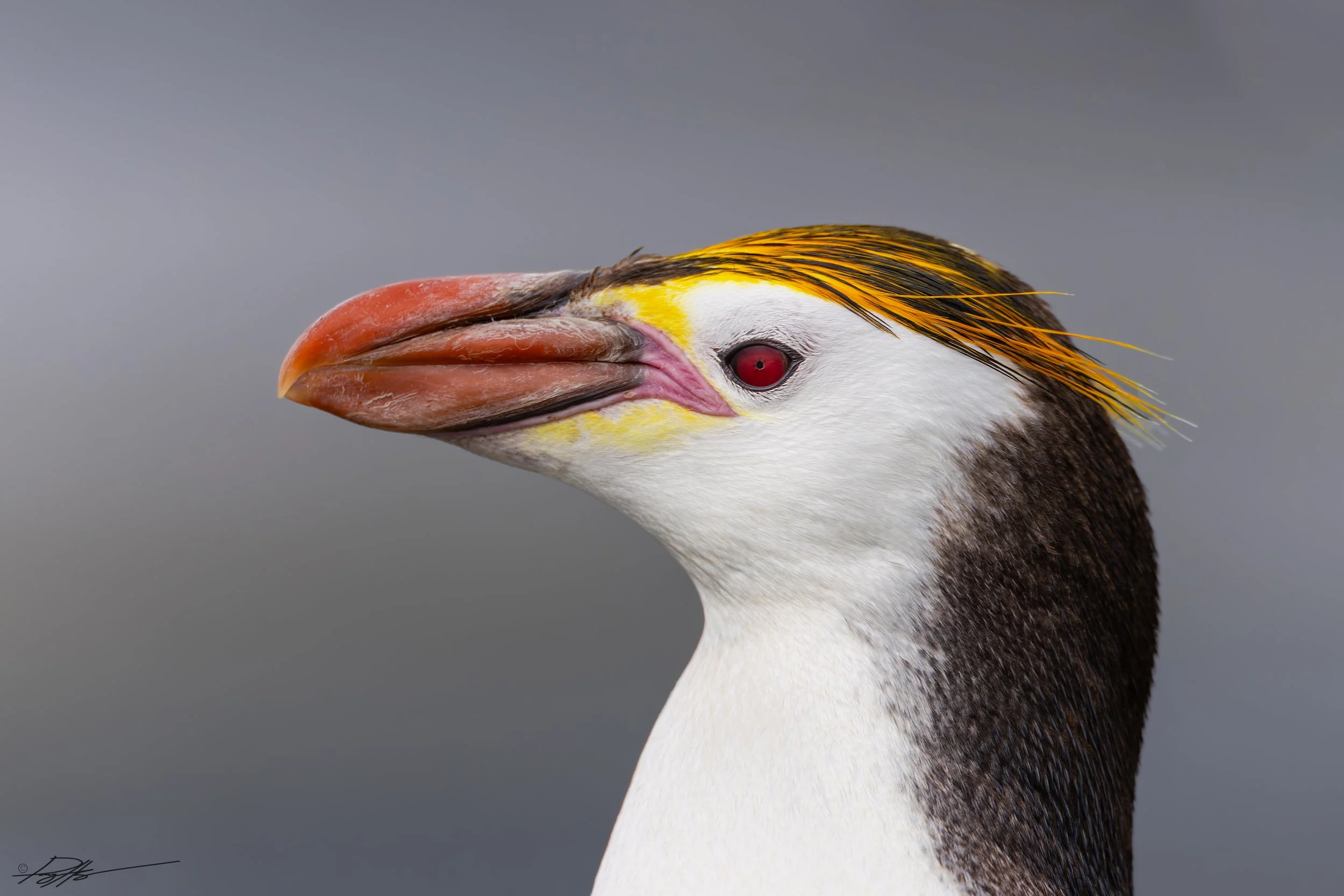 Royal Penguin_Sandy Bay_2.7.25_2.jpg