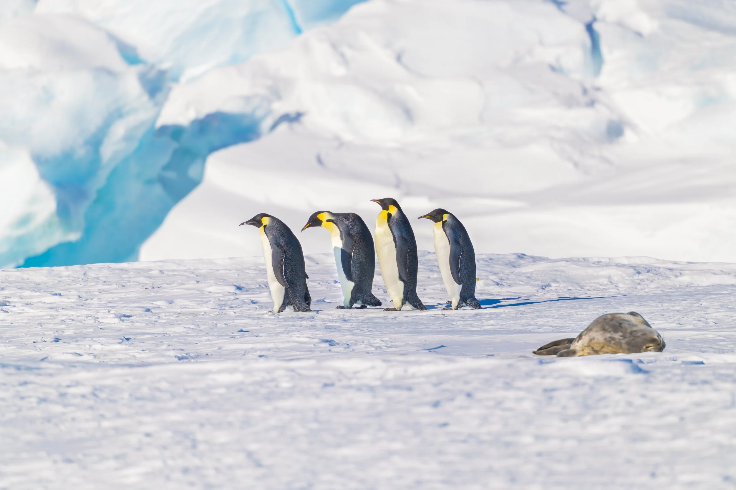 Emperor Penguins_Dyglaski Ice Tongue_2.19.25.jpg