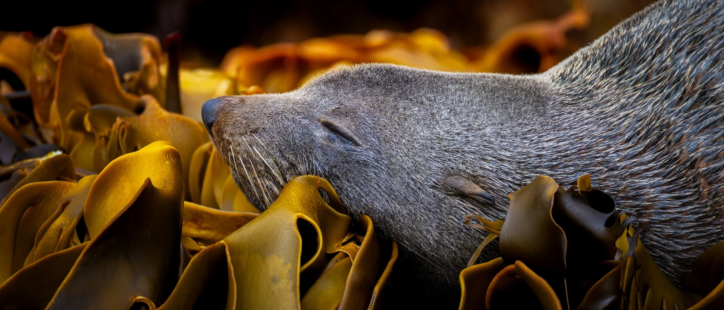 New Zealand Fur Seal_Snares Islands_2.4.jpg