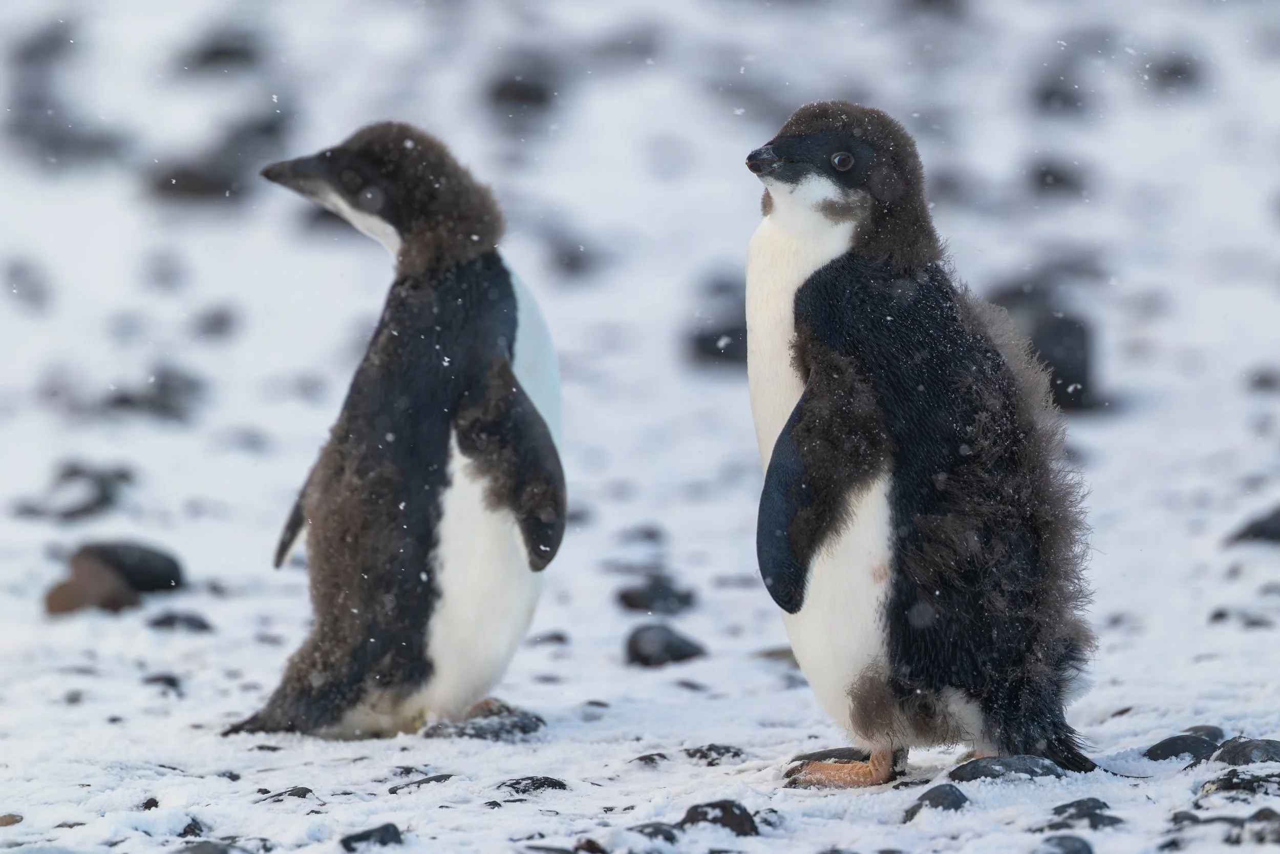 Adelie Penguin_Cape Bird_02.16.2025_1.jpg