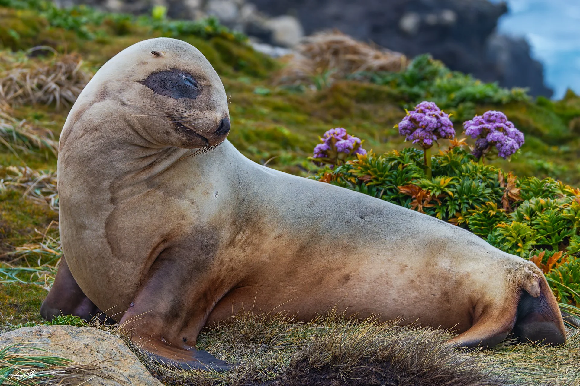 New Zealand Sea Lion_Enderby Island_12.09.2025.jpg