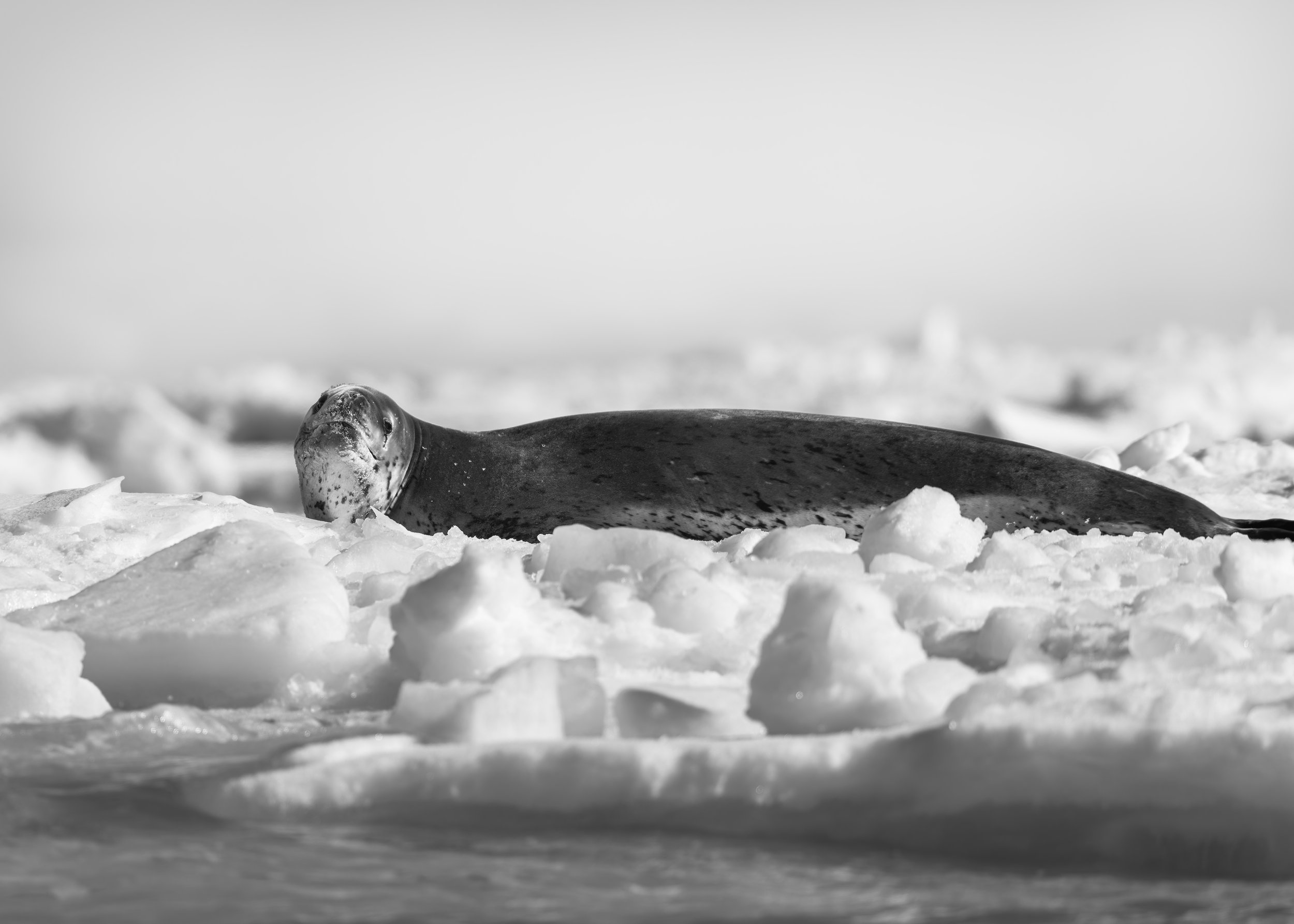 Leopard Seal_Coulman Island_02.14.2025.jpg