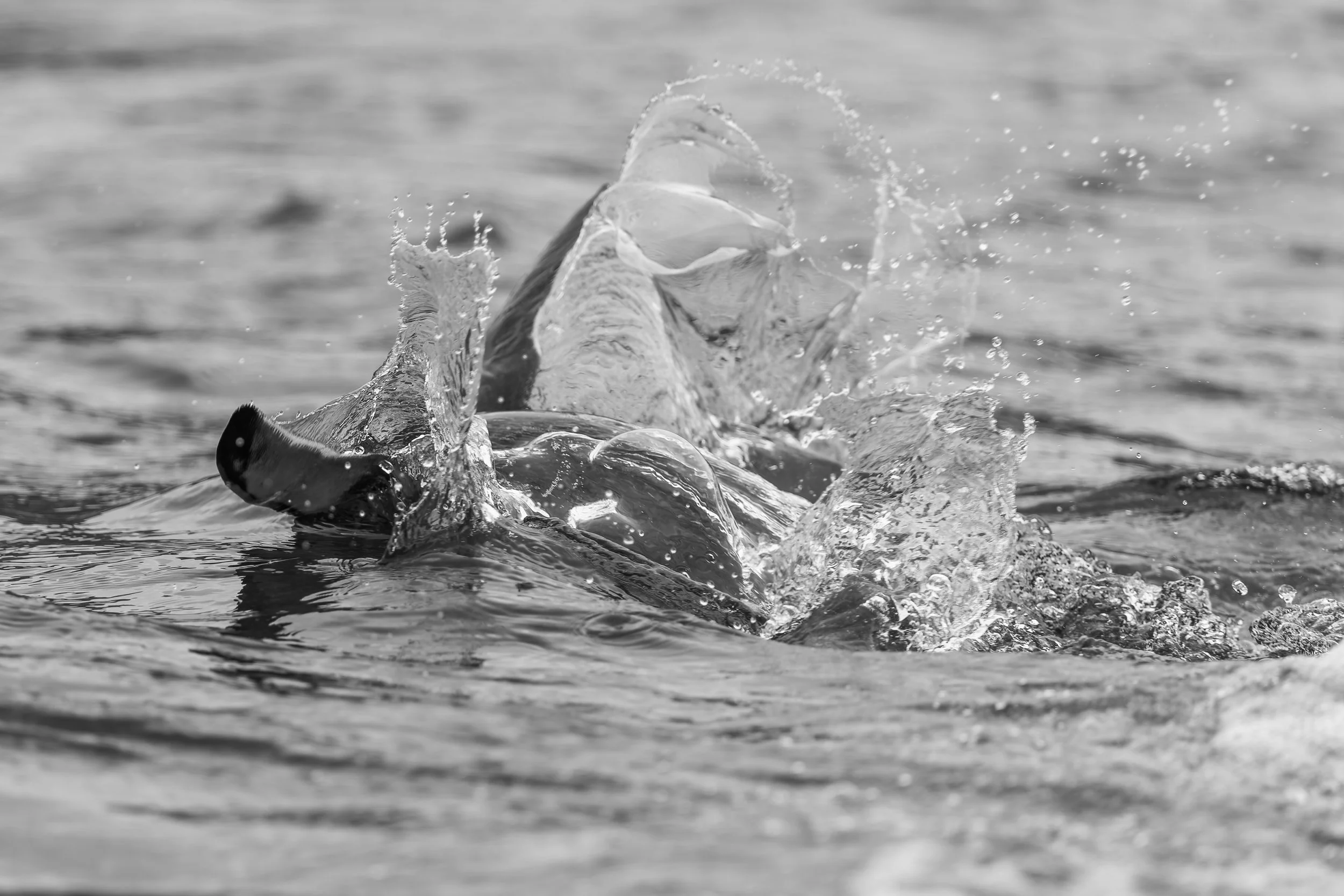 Royal Penguin_Sandy Bay_12.11.2025_1.jpg