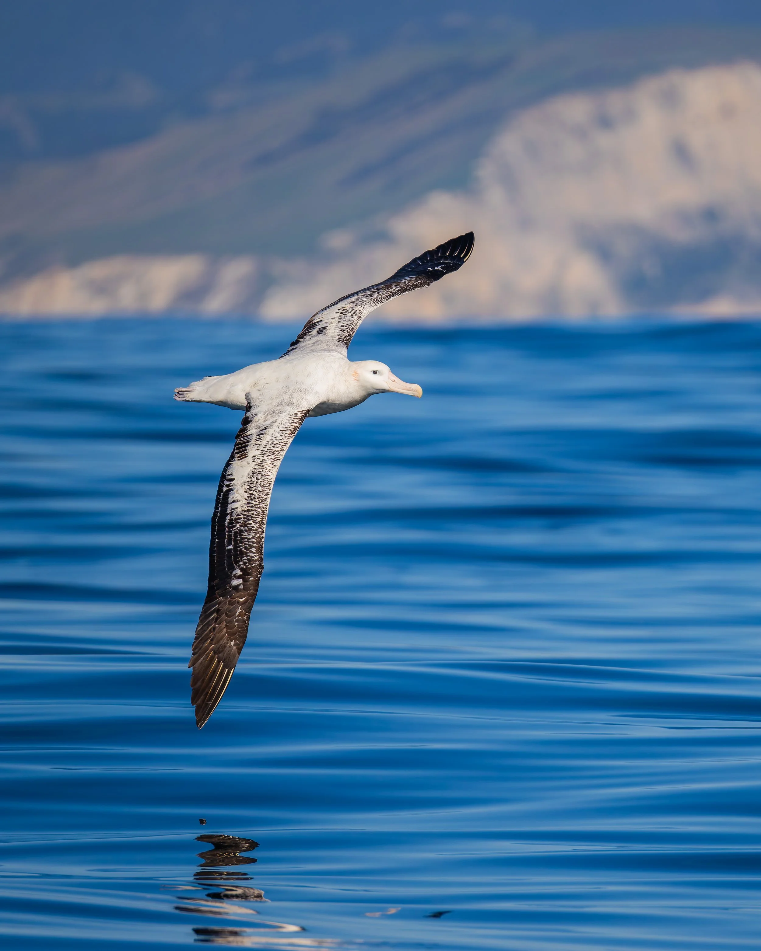 Gibson's Albatross_Kaikōura_03-16-26.jpg