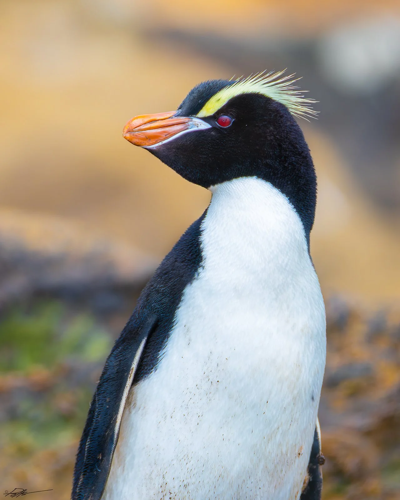 Erect-crested Penguin_Antipodes Islands_12.16.2025_1.jpg