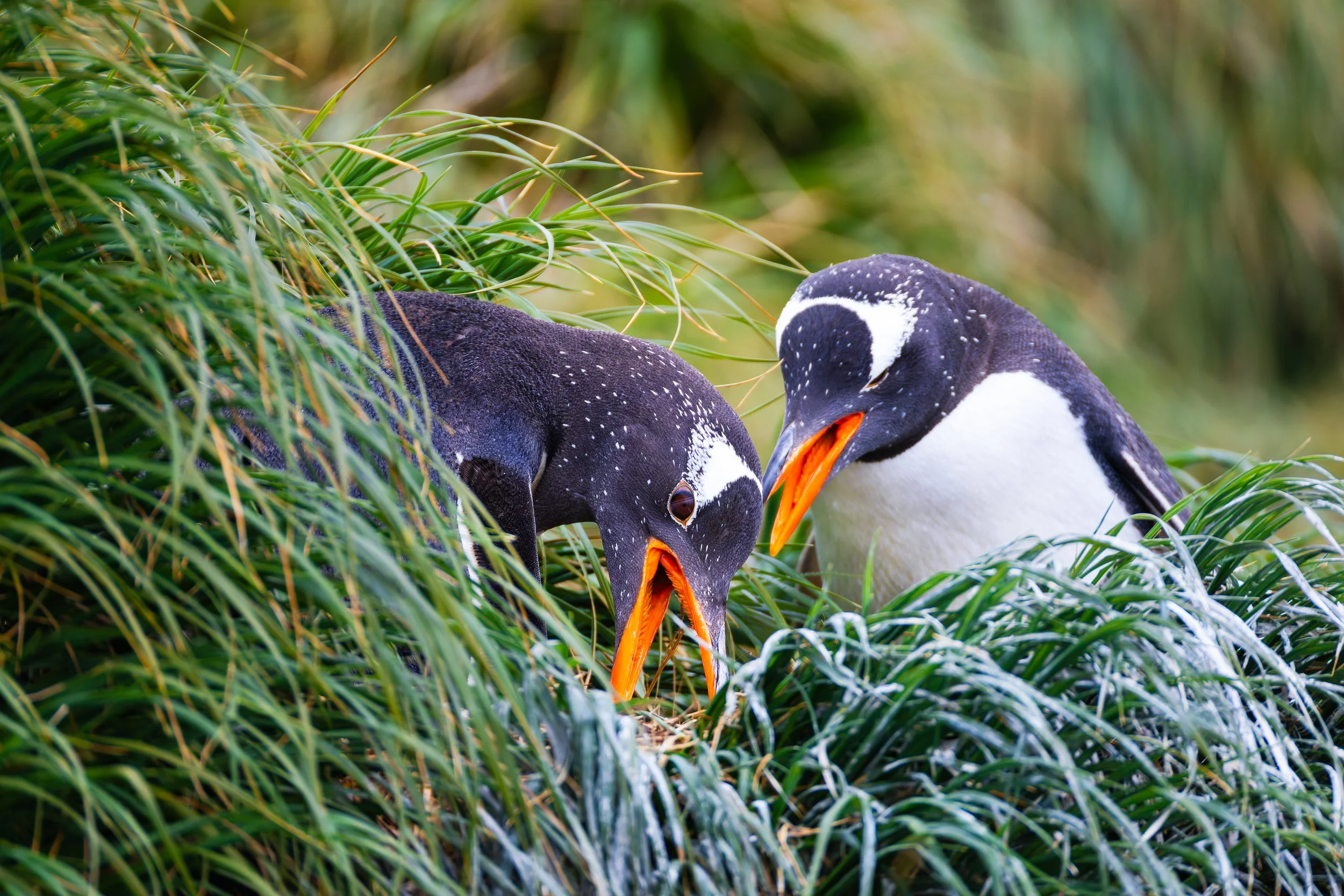 Gentoo Penguin_Macquarie Isthmus_12.11.2025.jpg