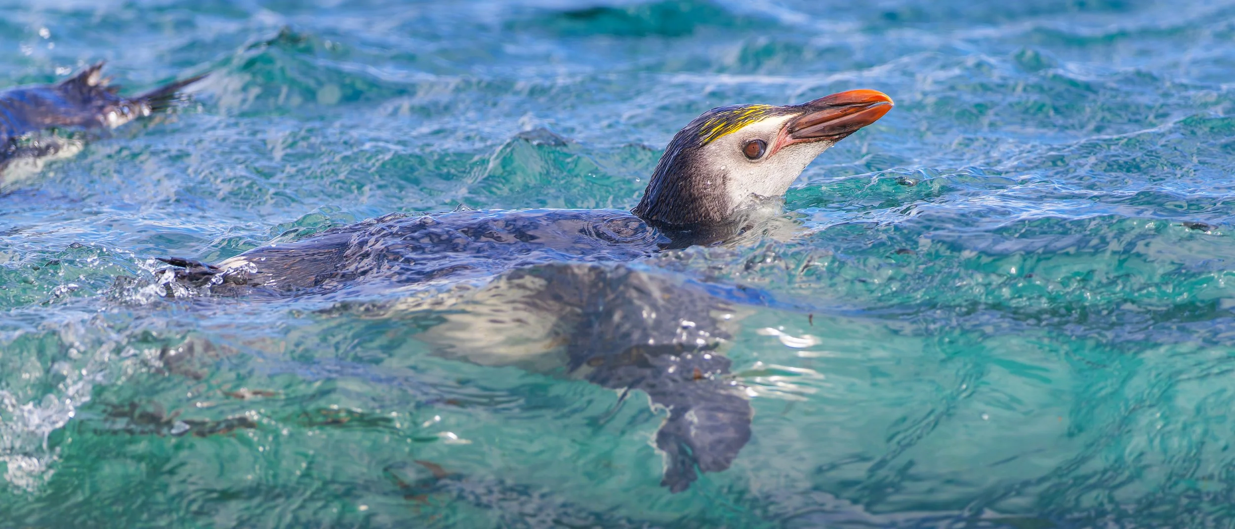 Royal Penguin_Sandy Bay_12.11.jpg