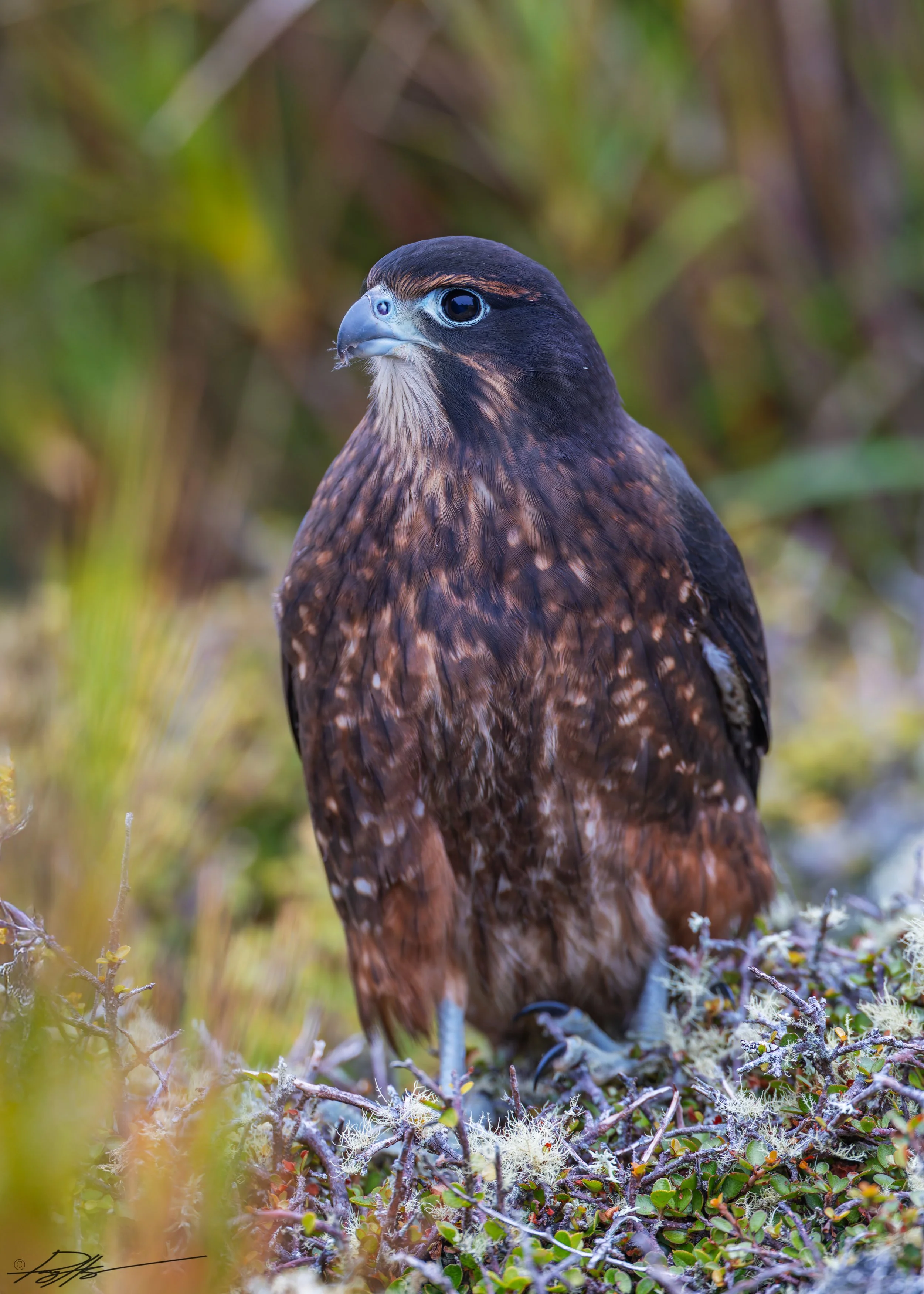 Kārearea_Enderby Island_2.5.25.1.jpg