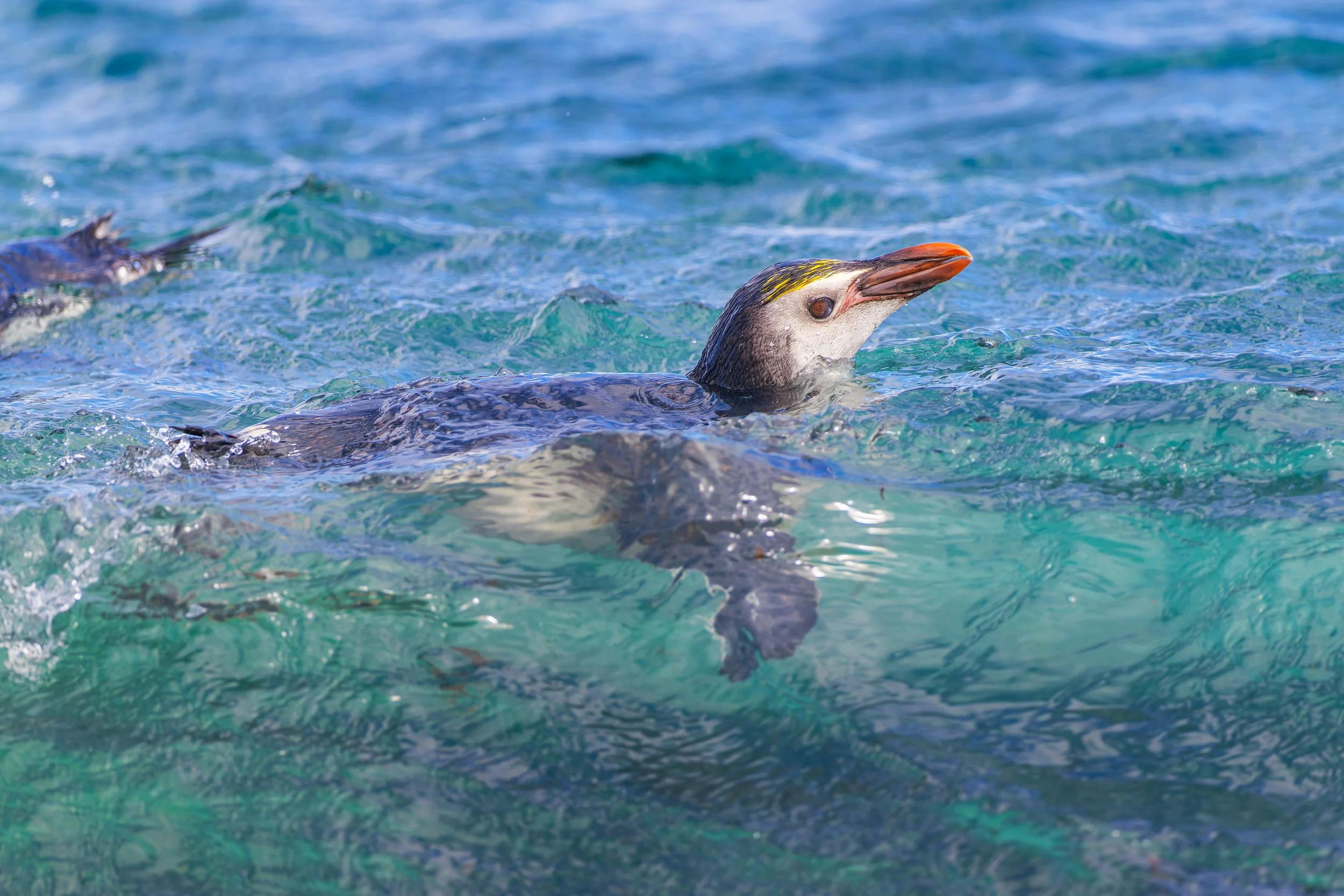 Royal Penguin_Sandy Bay_12.12.2025_2.jpg