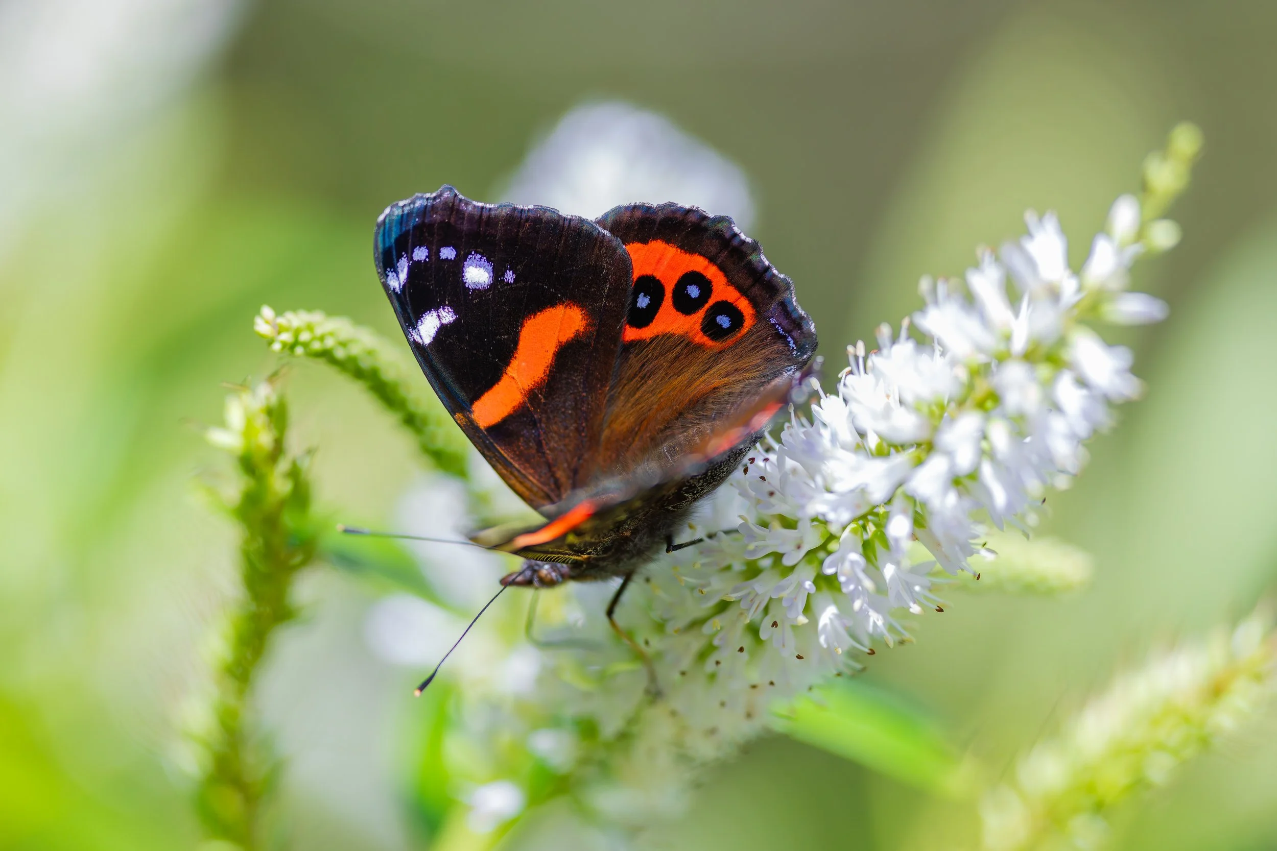 New Zealand Red Admiral_Zealandia_02-21-26.jpg