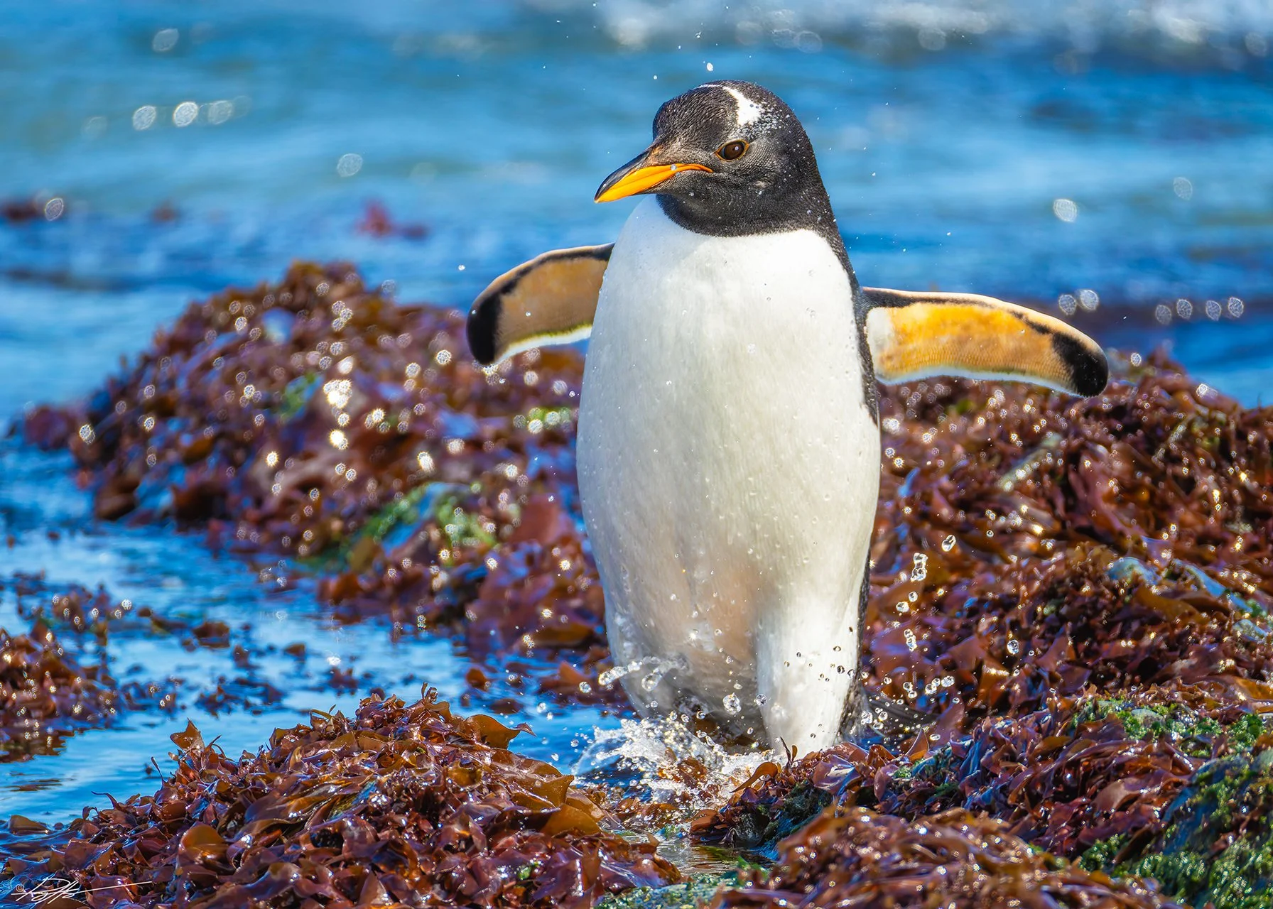 Gentoo Penguin_Macquarie Isthmus_12.11.2025_1.jpg