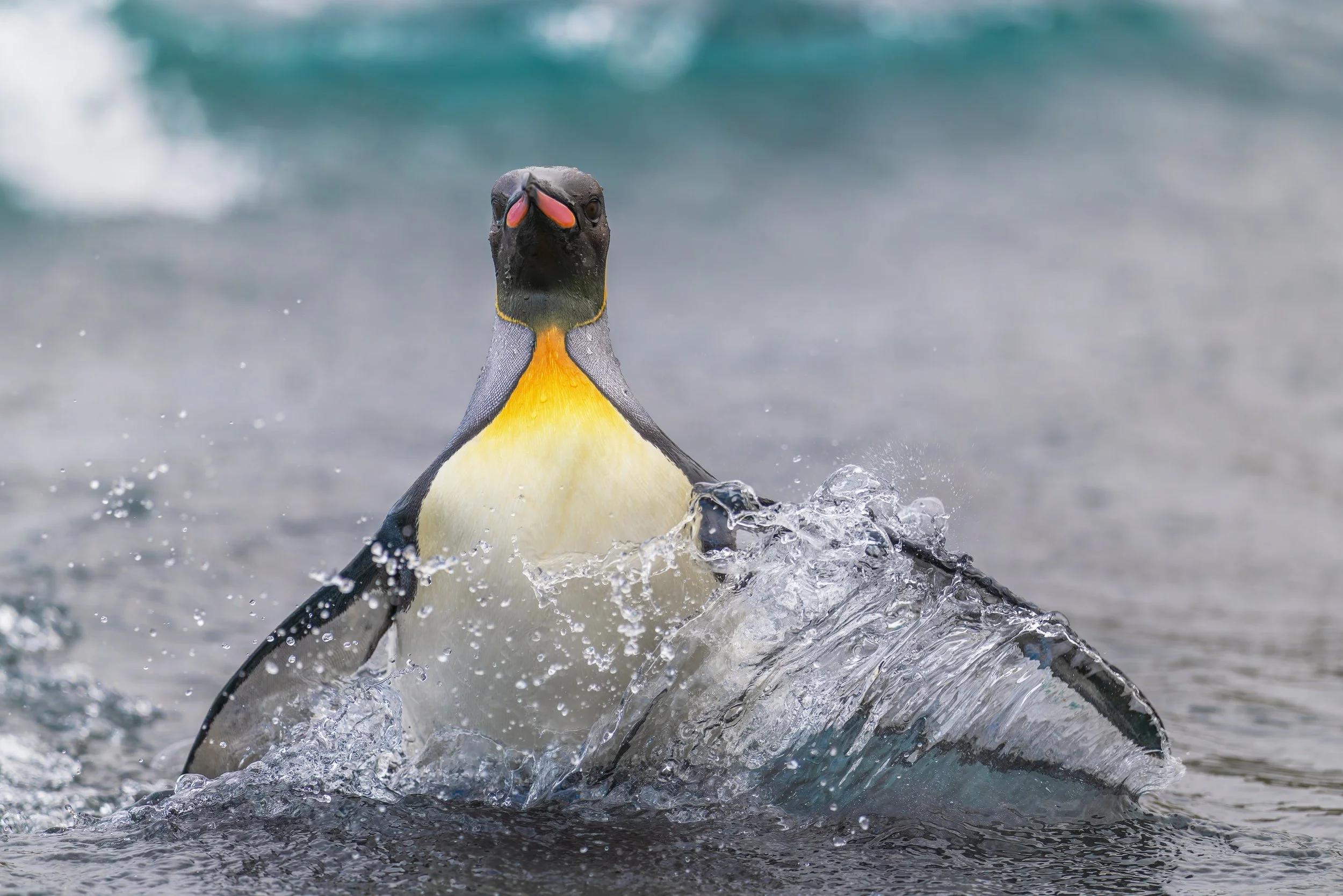 King Penguin_Sandy Bay_12.12.2025_1.jpg